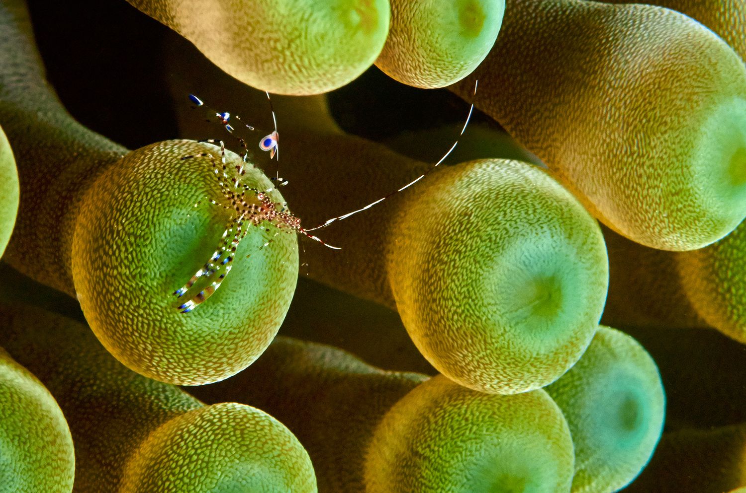 Close-up macro photograph of bright green coral polyps showing detailed circular patterns and textures.