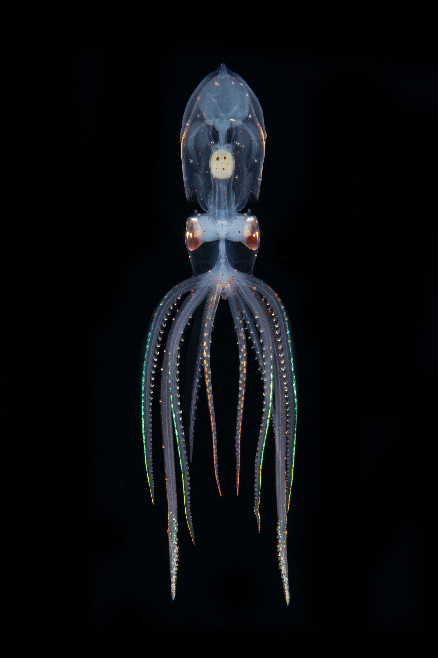 Bioluminescent octopus with glowing blue tentacles swimming in deep ocean waters.