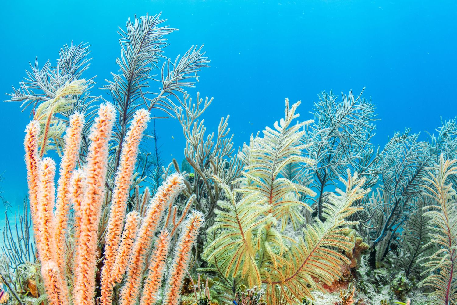 Vibrant orange sea whips and delicate white feather-like coral formations sway in crystal clear blue ocean waters.