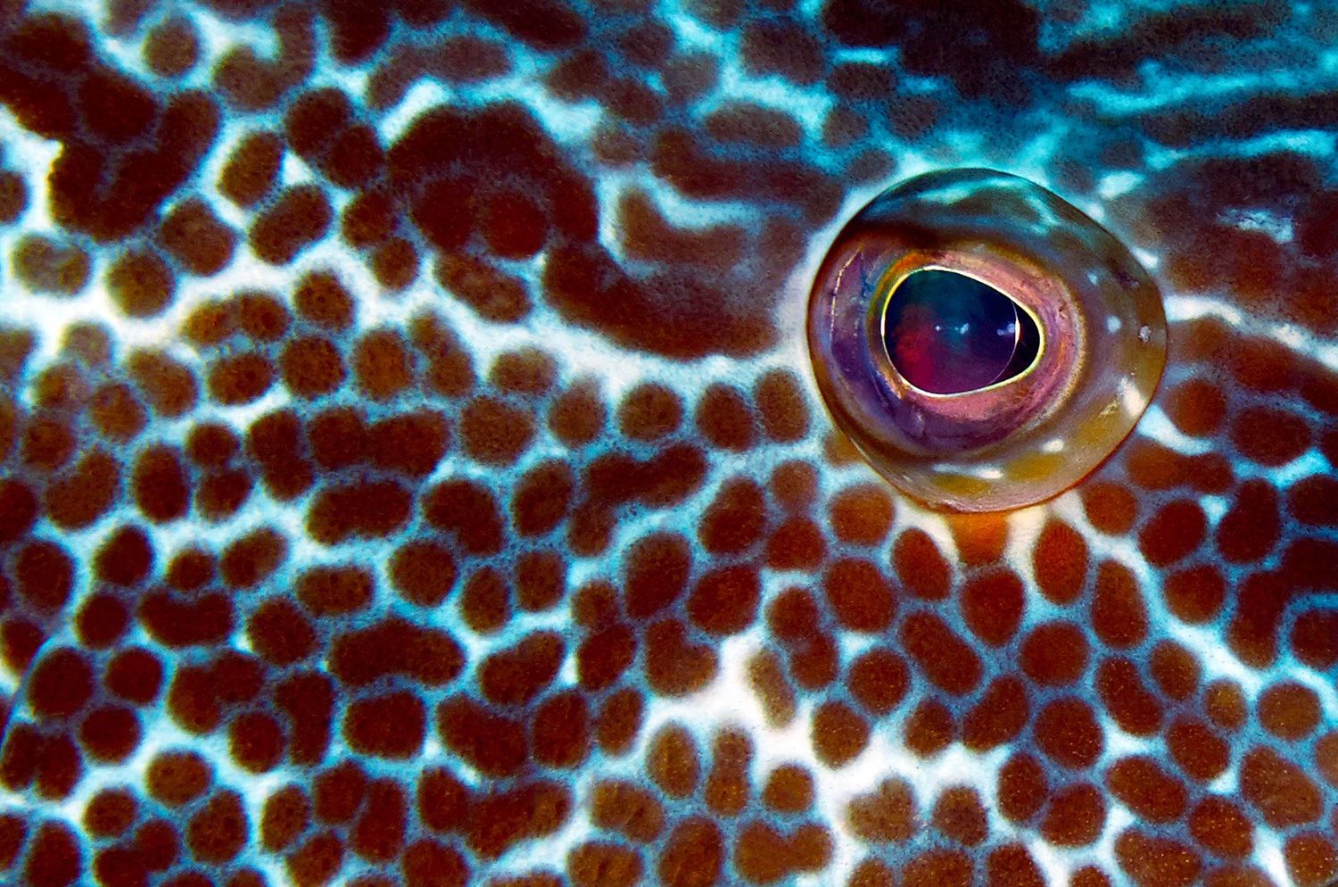 Extreme macro shot of a tropical fish eye surrounded by colorful spotted scales.