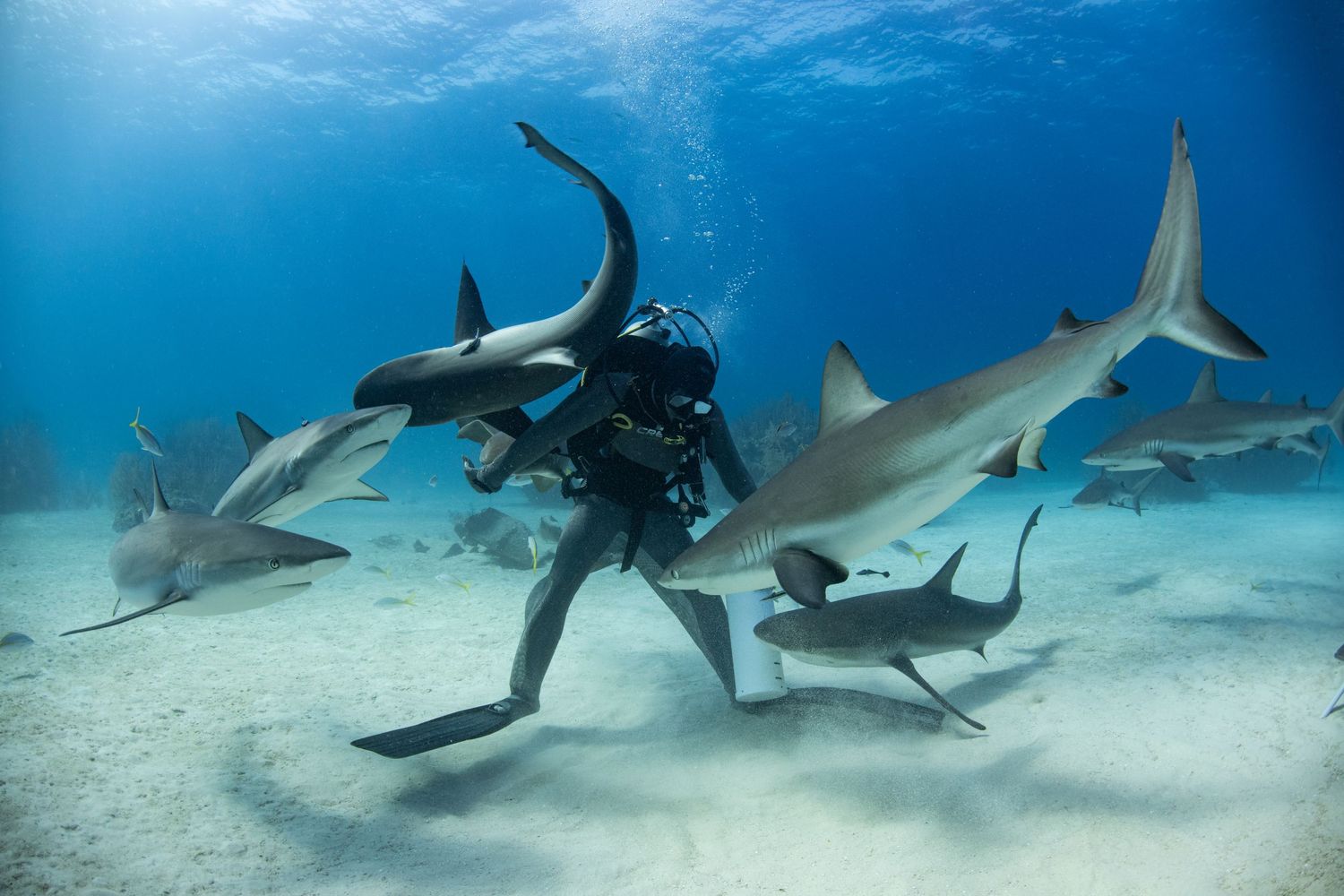 Scuba diver surrounded by Caribbean reef sharks swimming in clear blue waters.