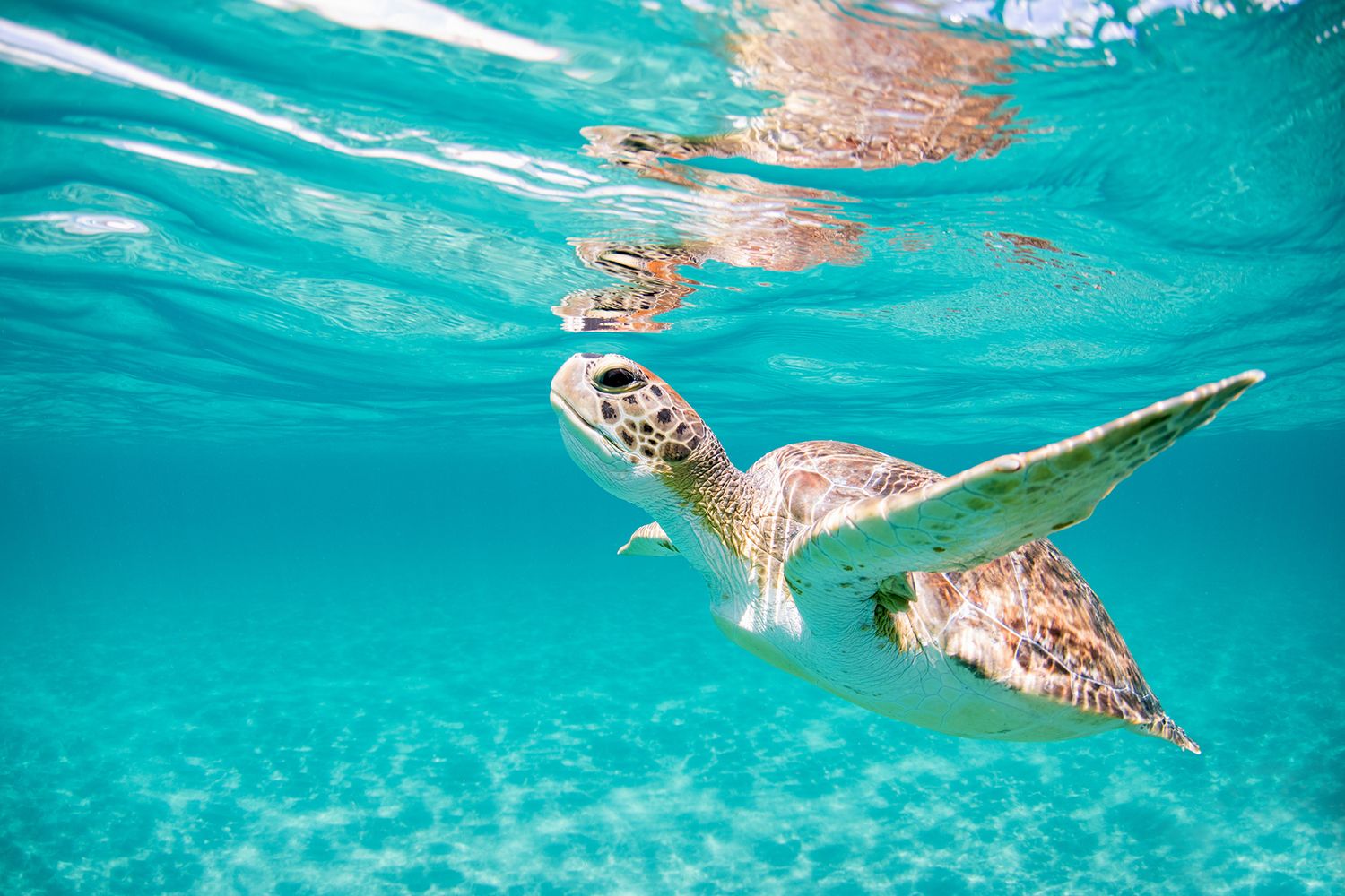 Sea turtle swimming in crystal clear turquoise waters near the surface.