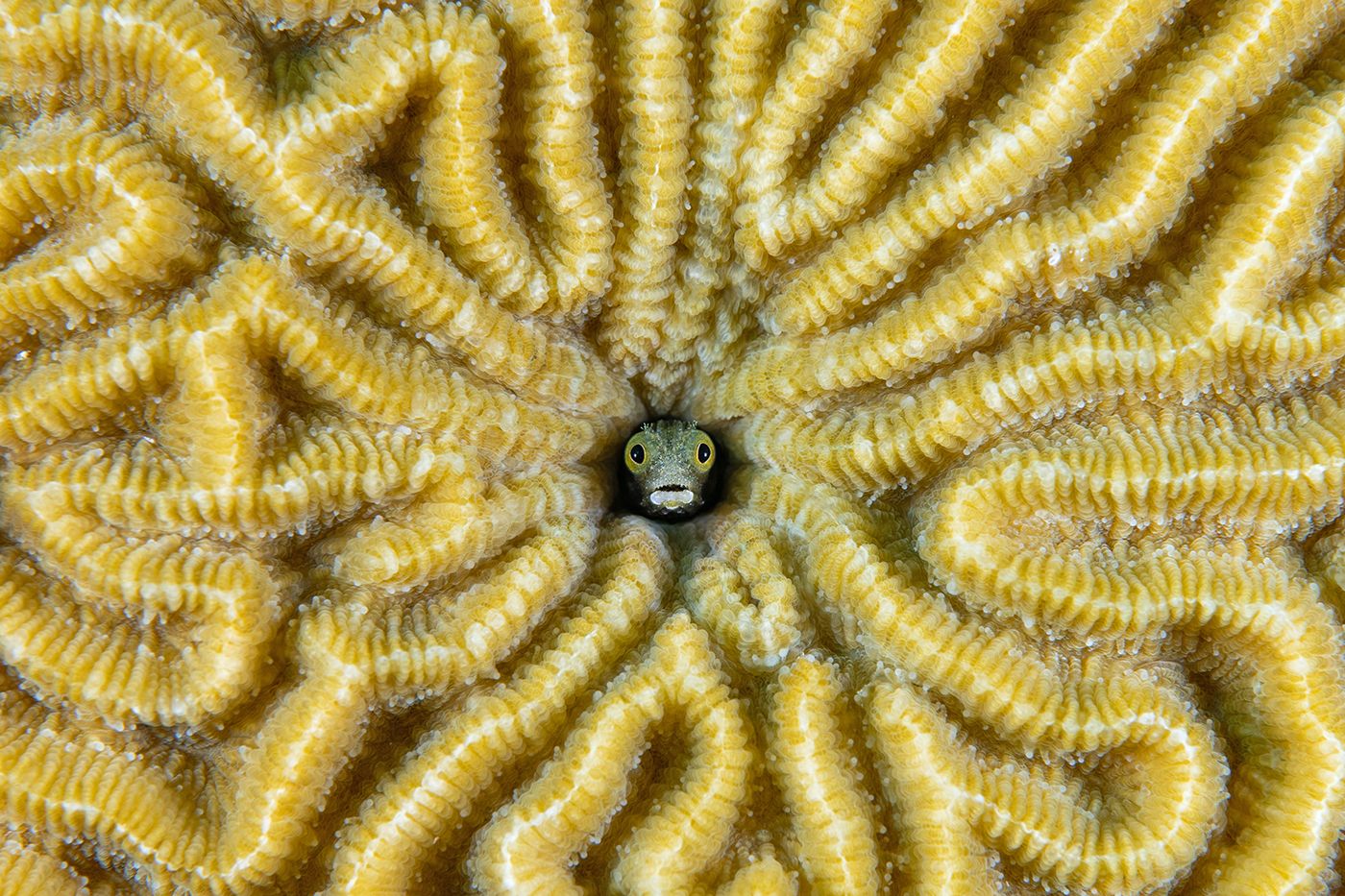 Close-up detail of yellow brain coral with intricate maze-like patterns.