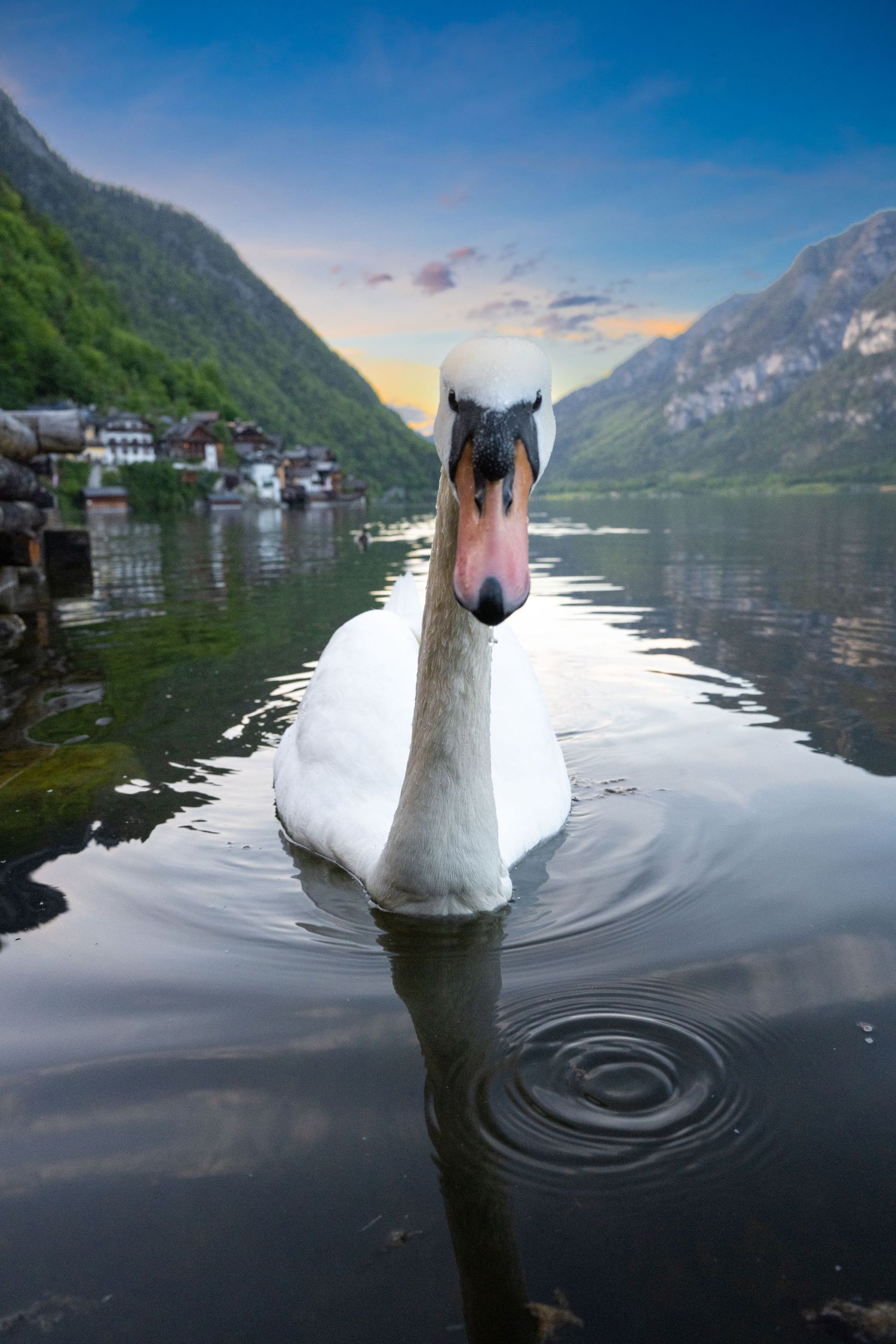 A majestic white swan glides across a serene mountain lake surrounded by steep cliffs and alpine scenery at dusk.