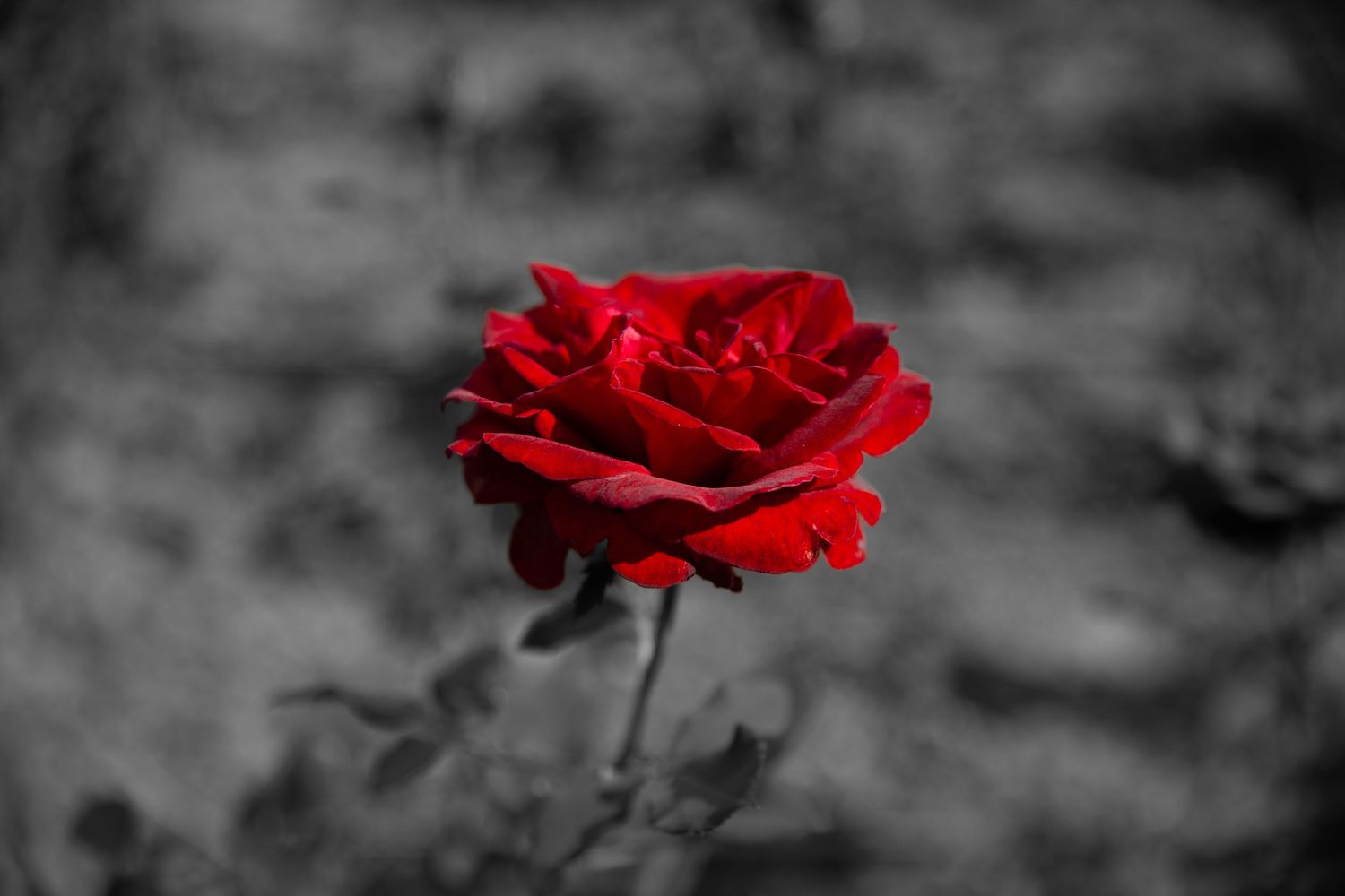 Single vivid red rose in sharp focus against a desaturated gray background.
