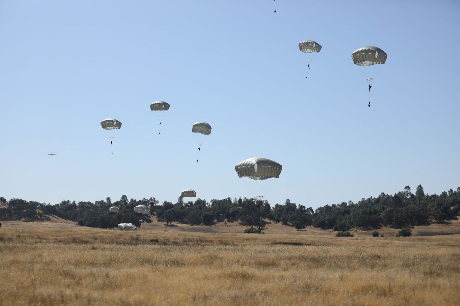 Multiple military parachutes descend over an open field during a large-scale airborne training exercise.