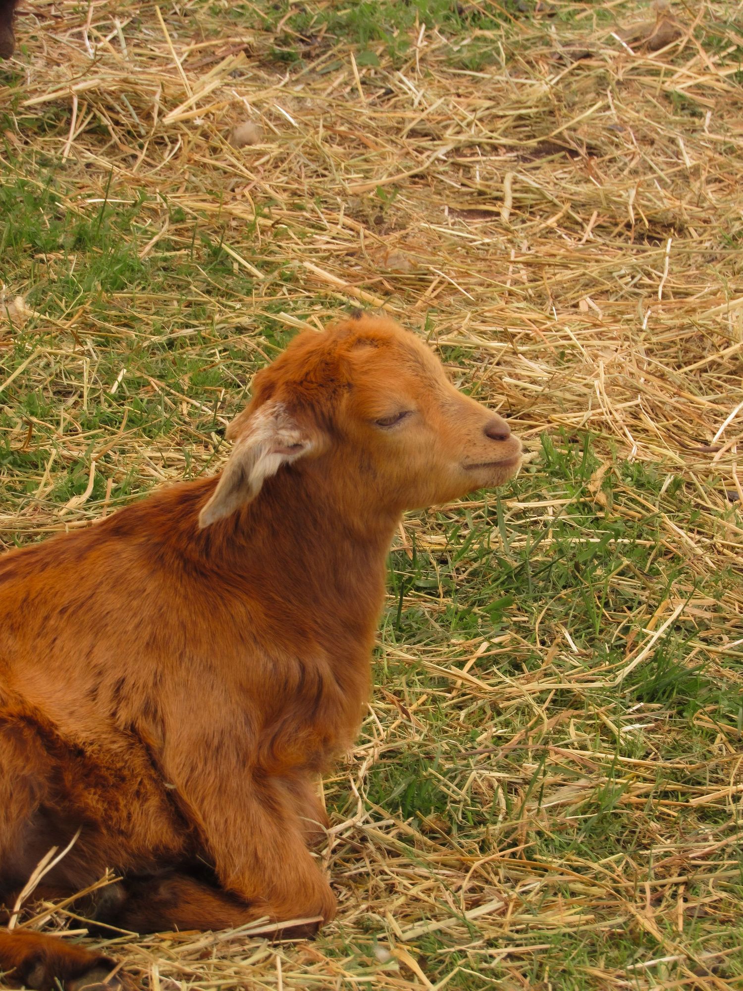 A young brown goat with reddish fur sits on straw and grass in a farm setting.