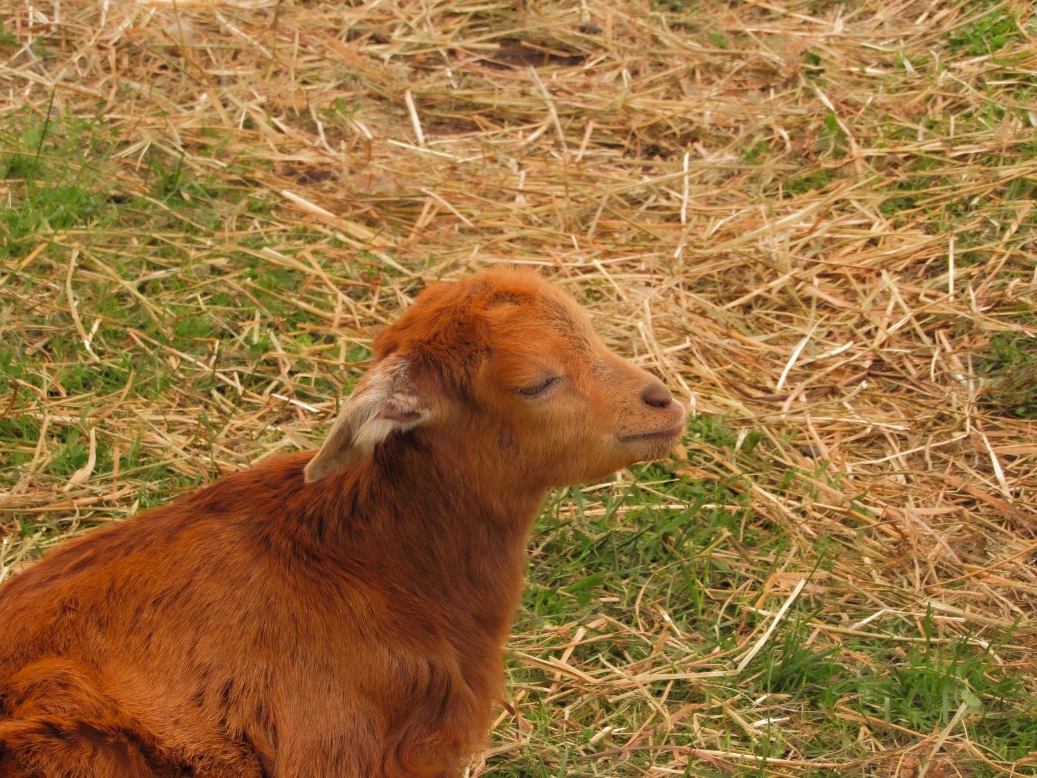 A sequence of eight photos showing a Highland cow shaking its head with long ginger hair flowing in motion.