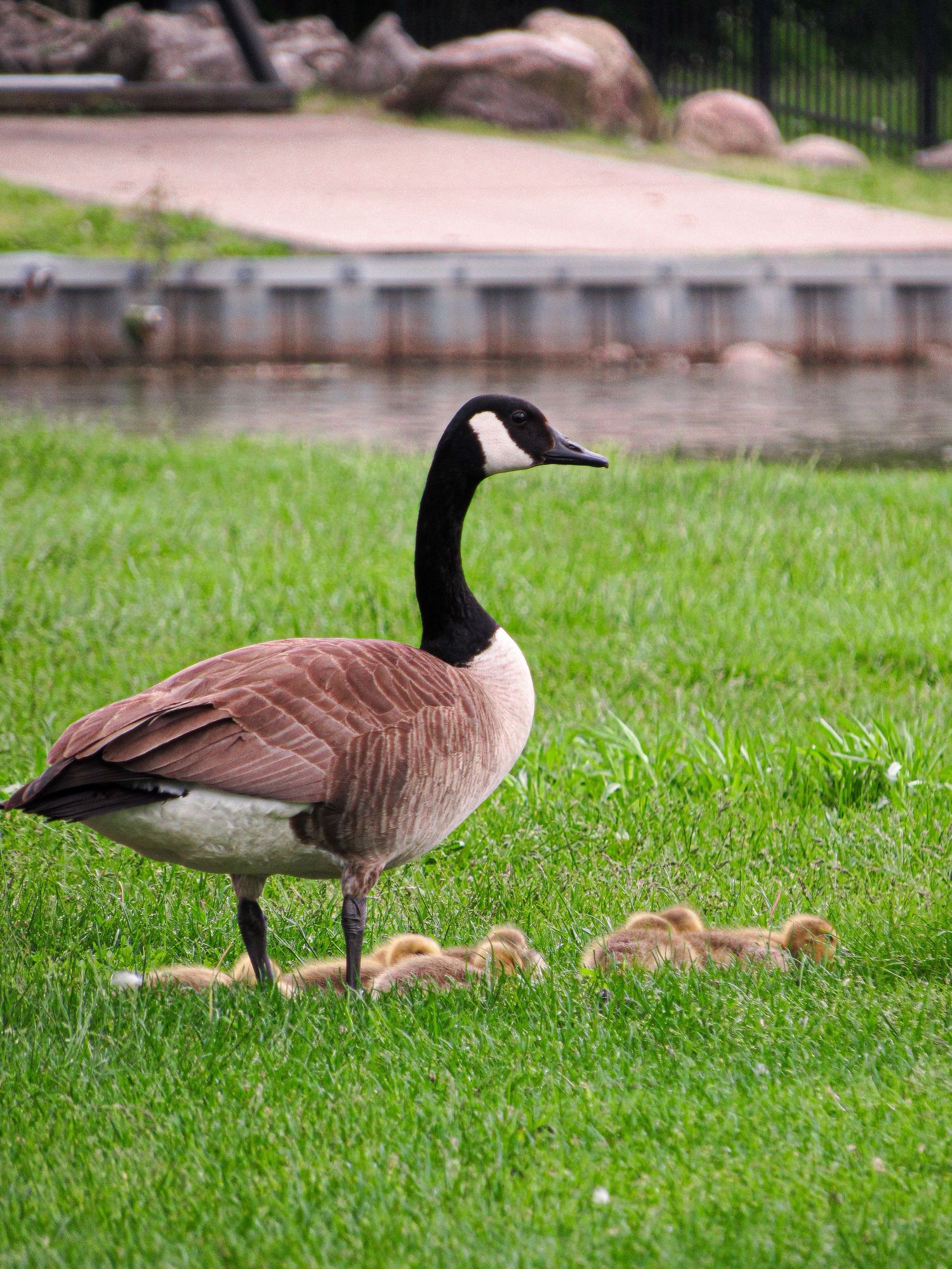 A family of Canada geese with goslings walking on green grass near a pond.