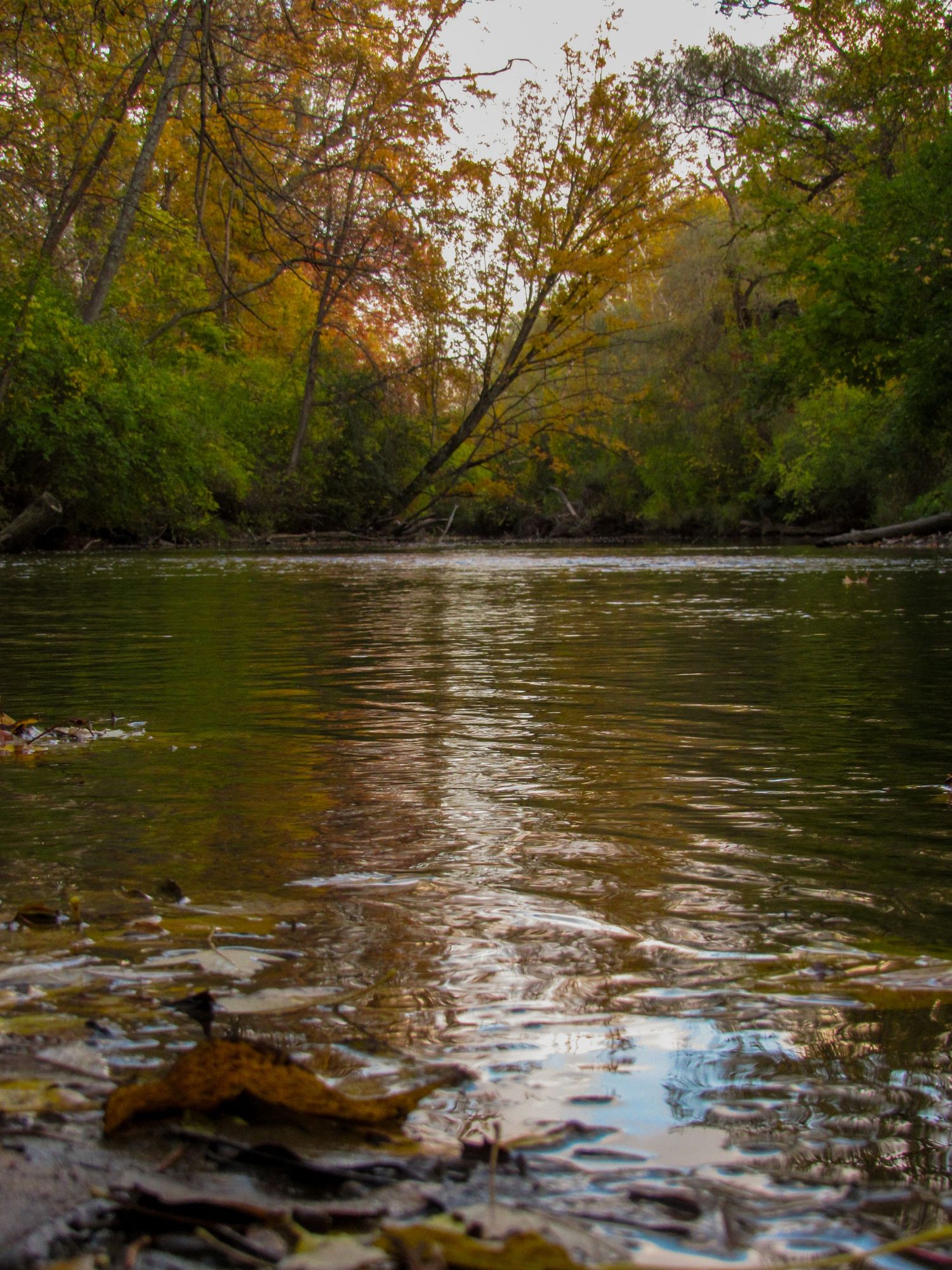 A serene river flows through autumn woods with colorful reflections on the water surface.