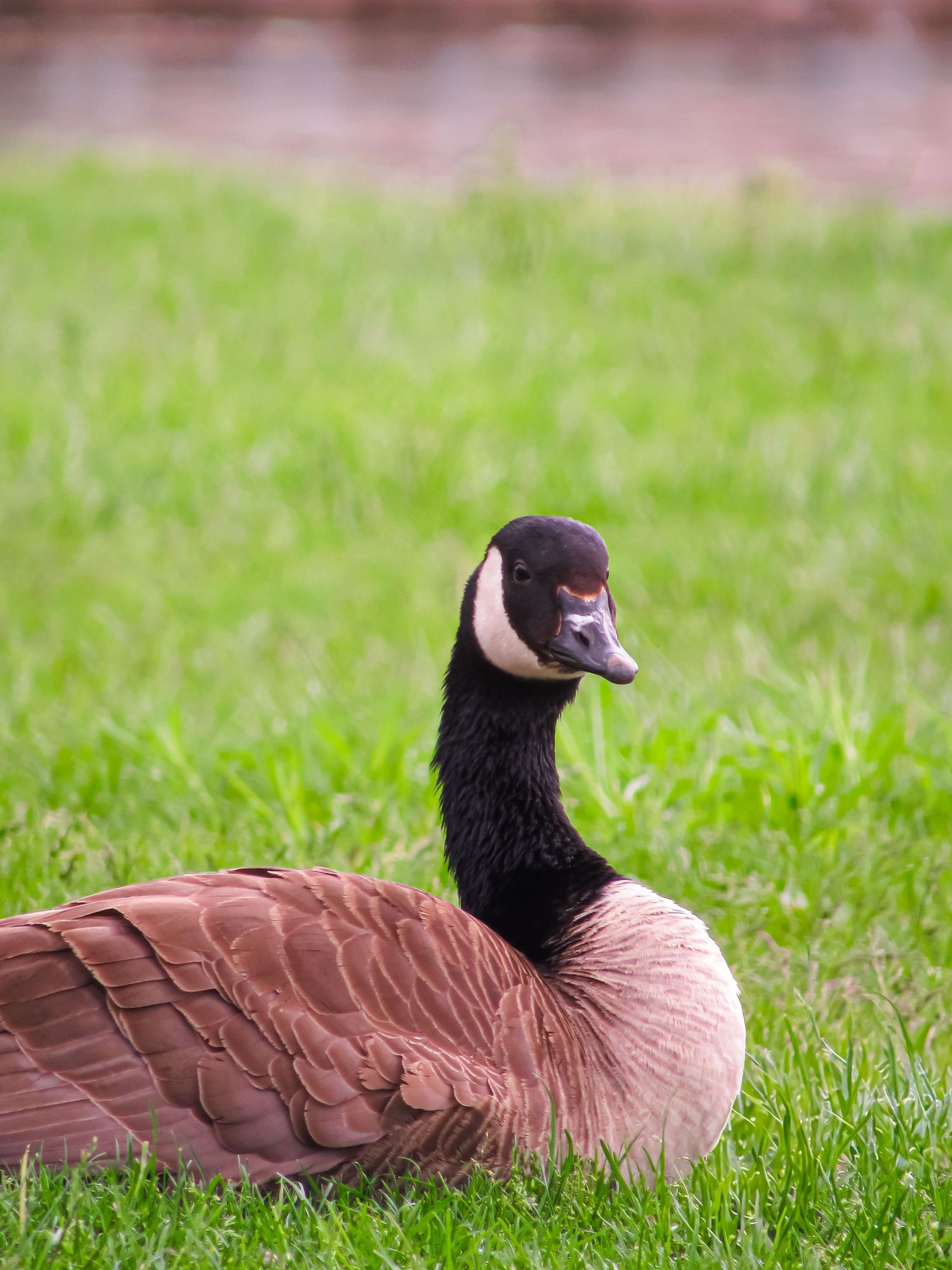 A Canada goose with distinctive black head and neck sits in lush green grass on a sunny day.
