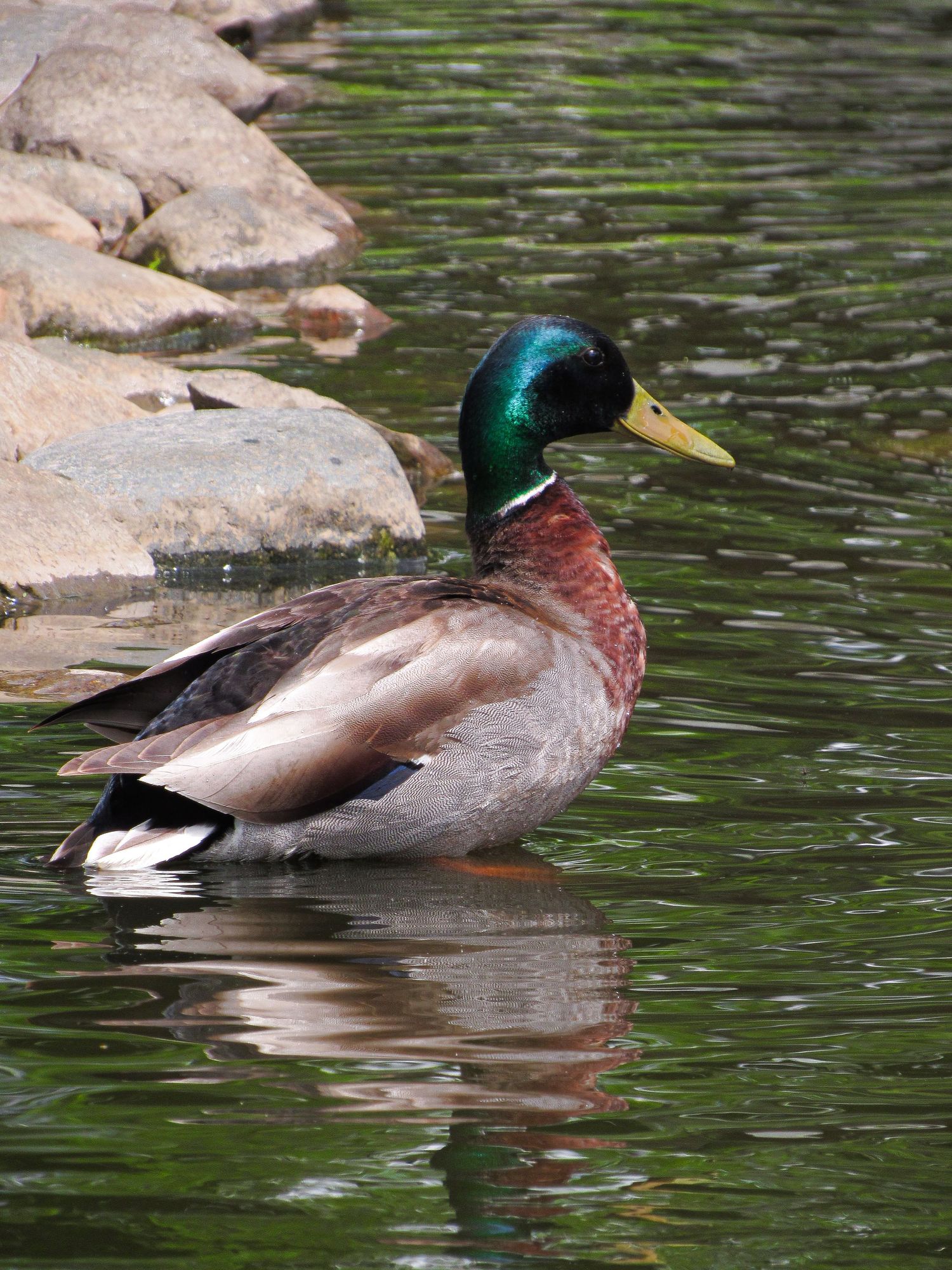 A male mallard duck with iridescent green head and brown chest stands near rocky shore in rippling water.