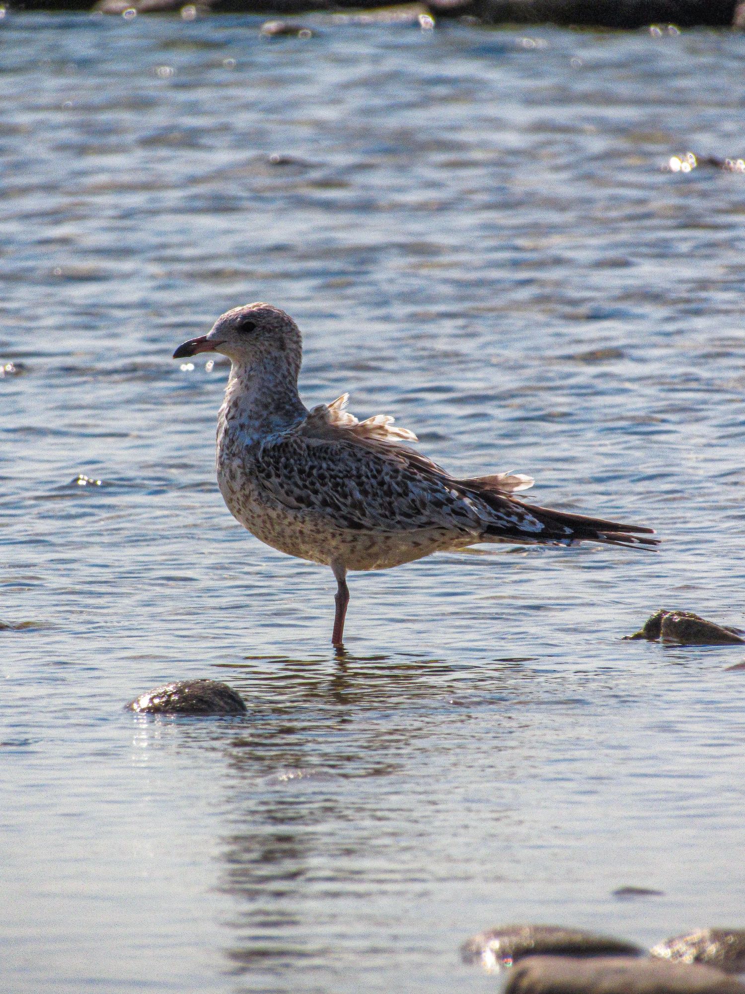 A seagull stands on one leg in shallow water during golden hour.