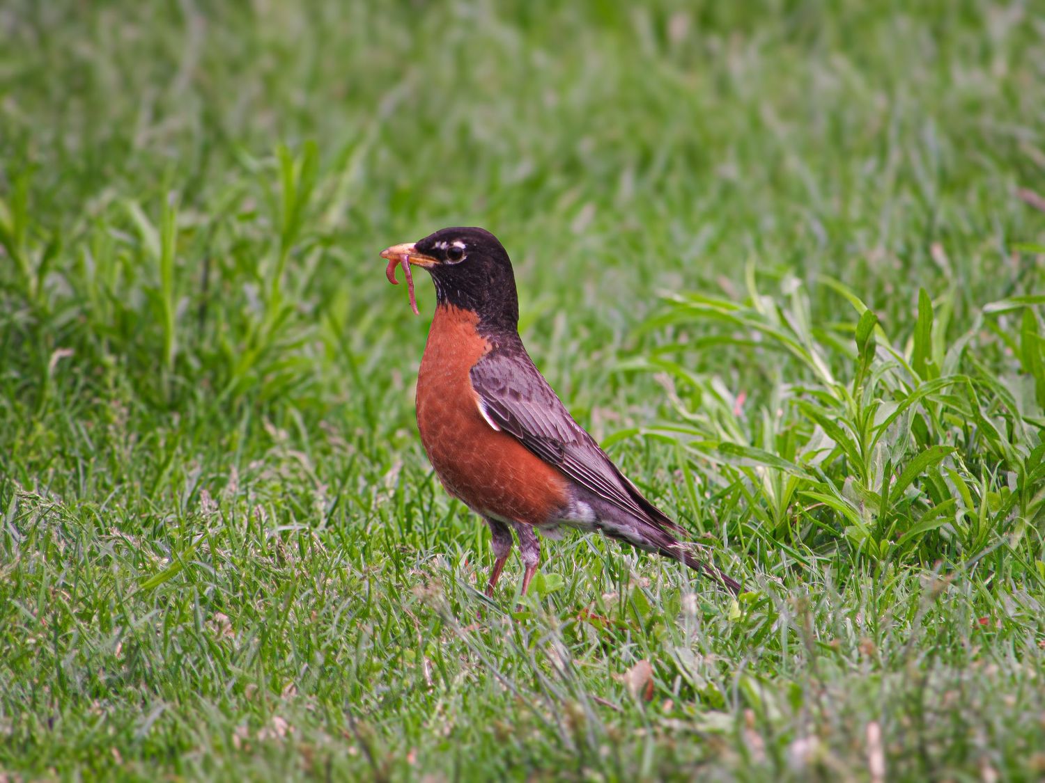 An American robin with reddish-orange breast stands alert in green grass, displaying its distinctive dark head and back.