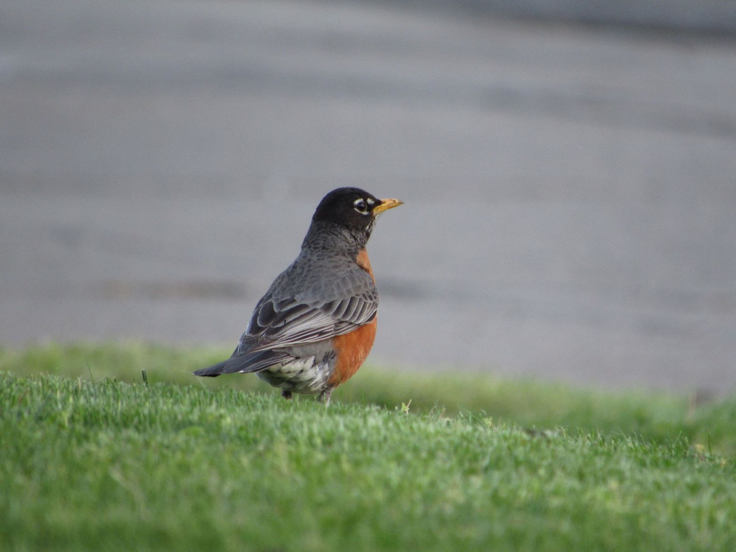 An American robin perches on green grass while foraging for food on a cloudy day.