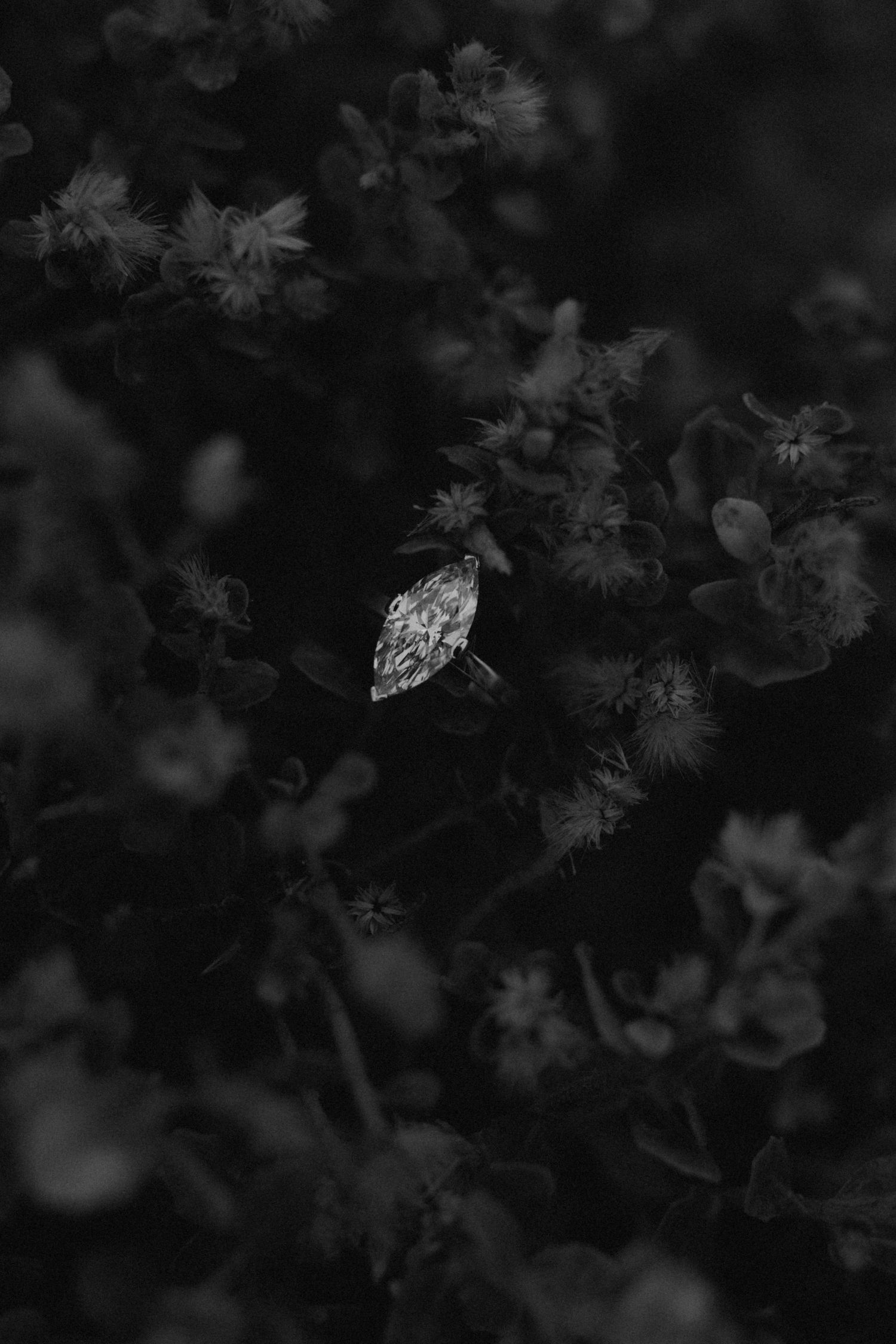 Black and white nature photograph showing delicate flowers and leaves with soft bokeh effect in dark background.