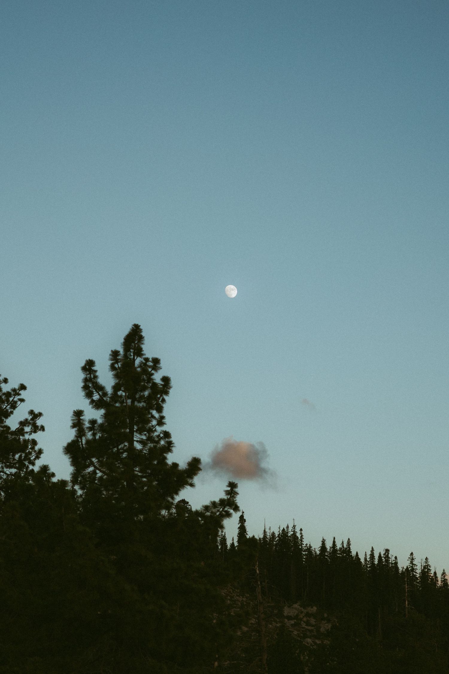 Moon rising over silhouetted pine forest against a clear blue twilight sky with a small cloud.