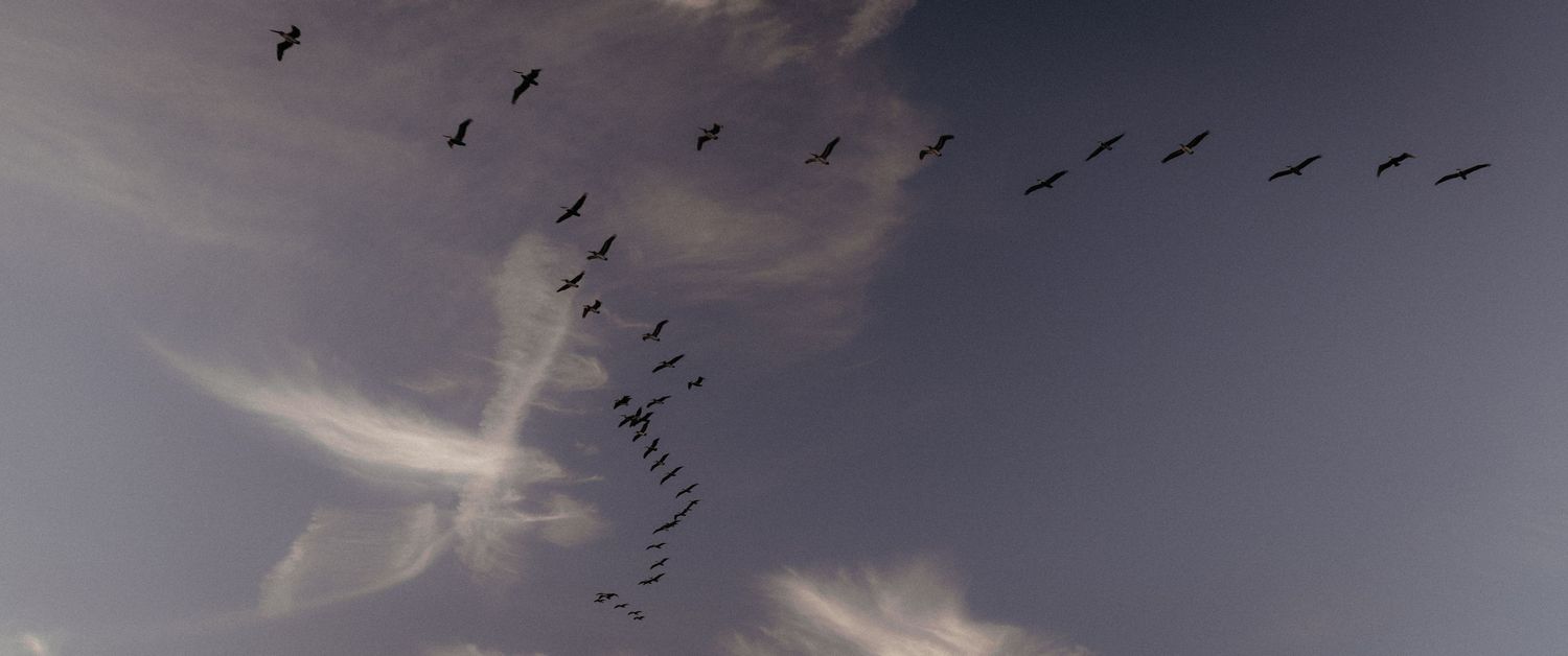 Silhouettes of birds flying in formation across a dramatic cloudy sky at sunset.