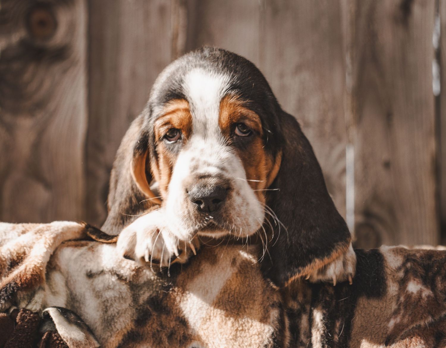 animal, dog