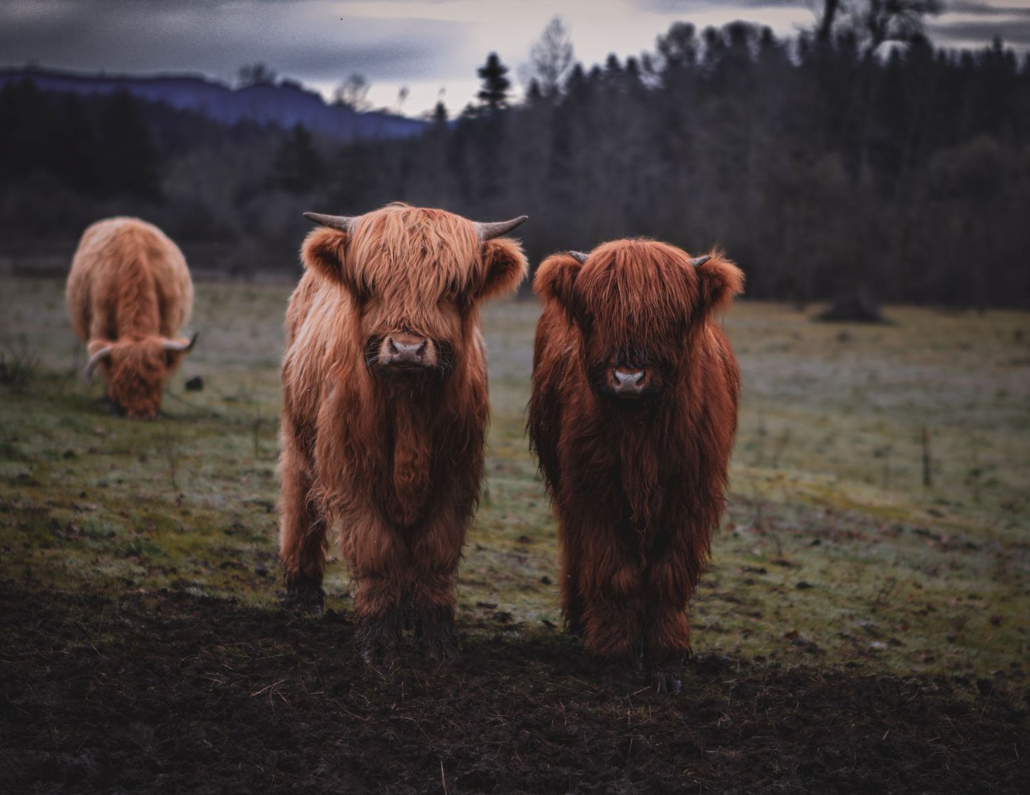 animal, highland cow