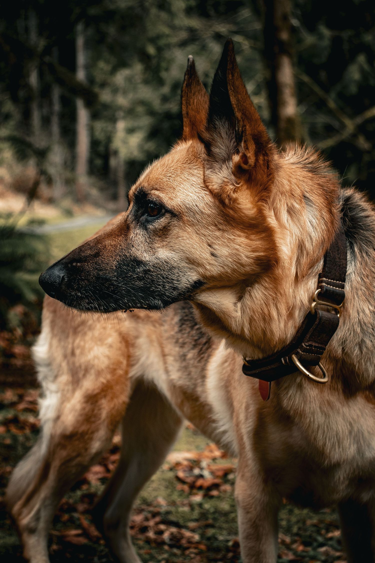 animal, dog