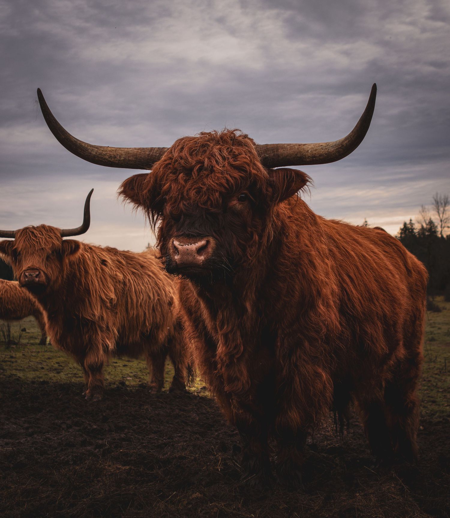 animal, highland cow