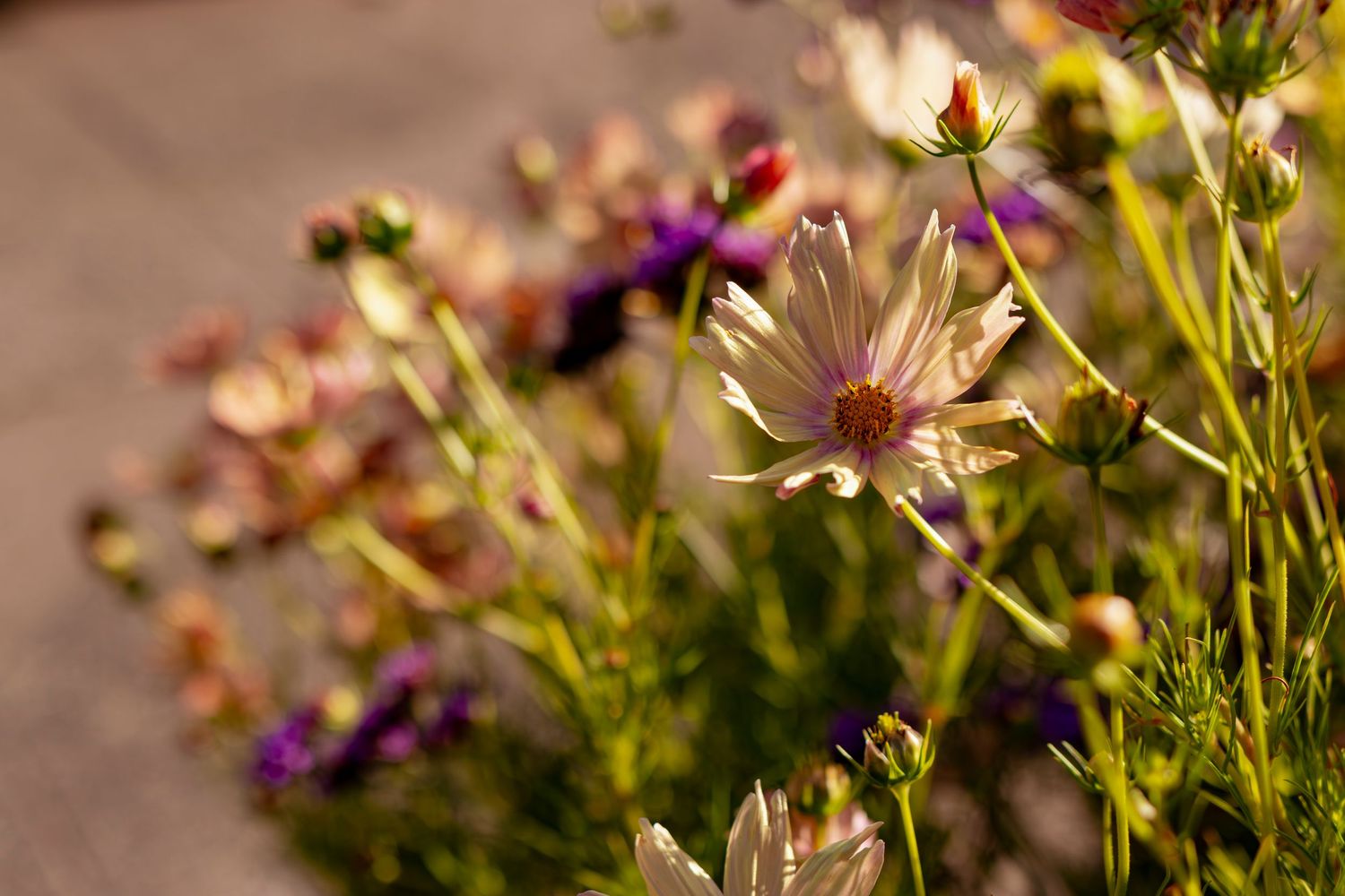 Delicate purple and pink wildflowers sway in golden sunlight against a soft blurred background.