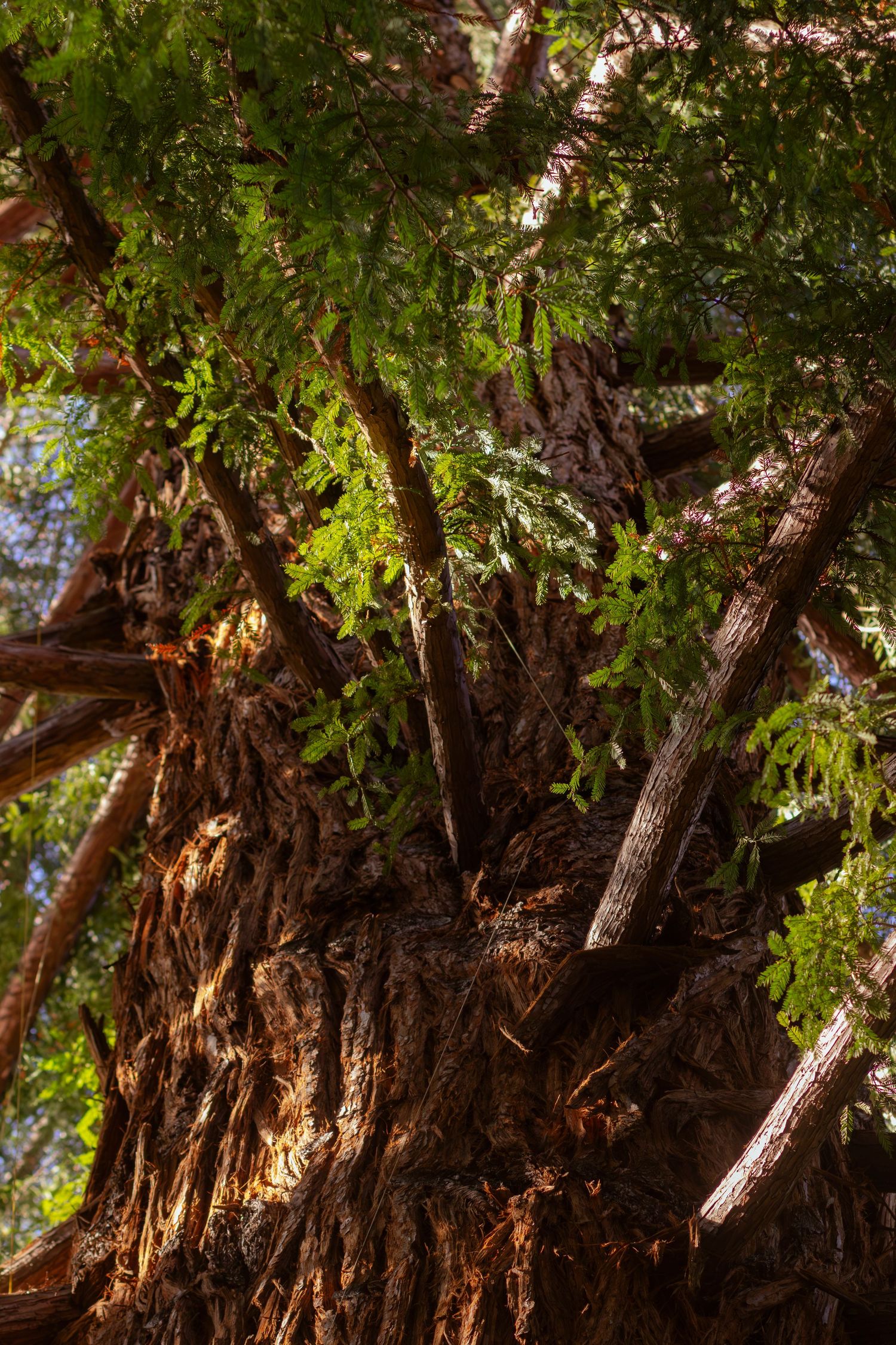 Ancient cedar tree trunks with twisted bark patterns illuminated by golden sunlight filtering through dense foliage.