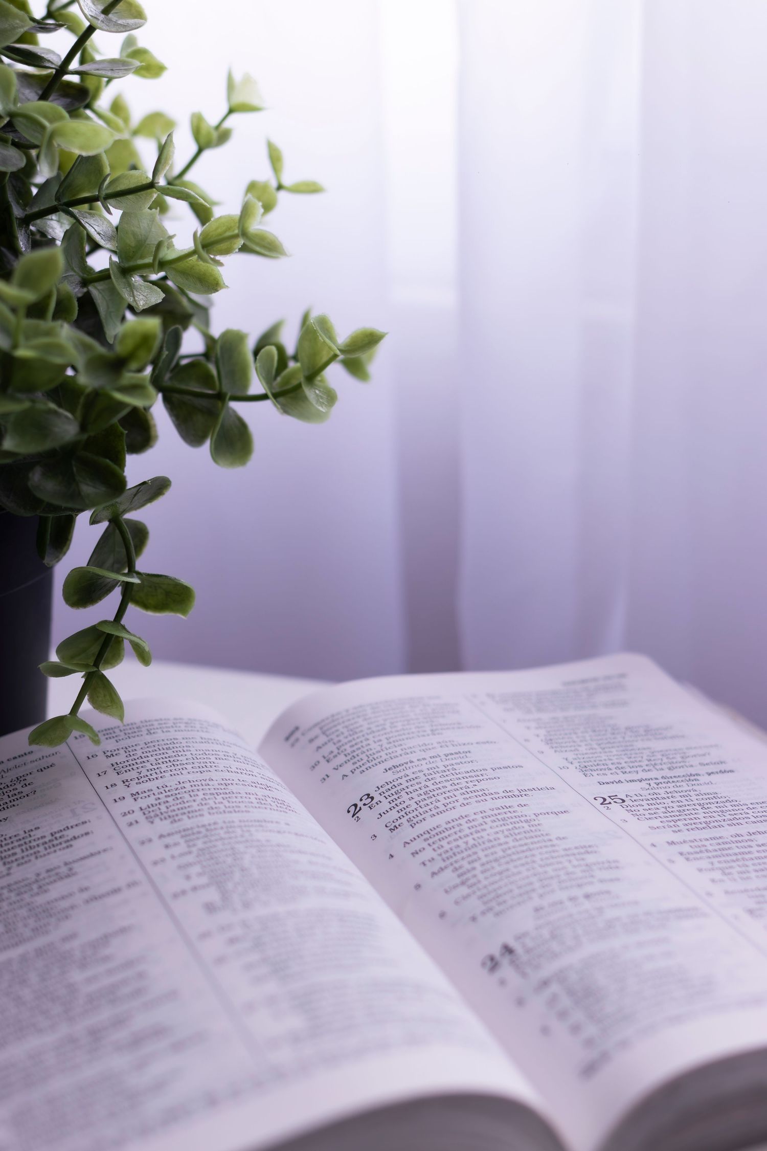 Open book with green plant visible against white curtained window.