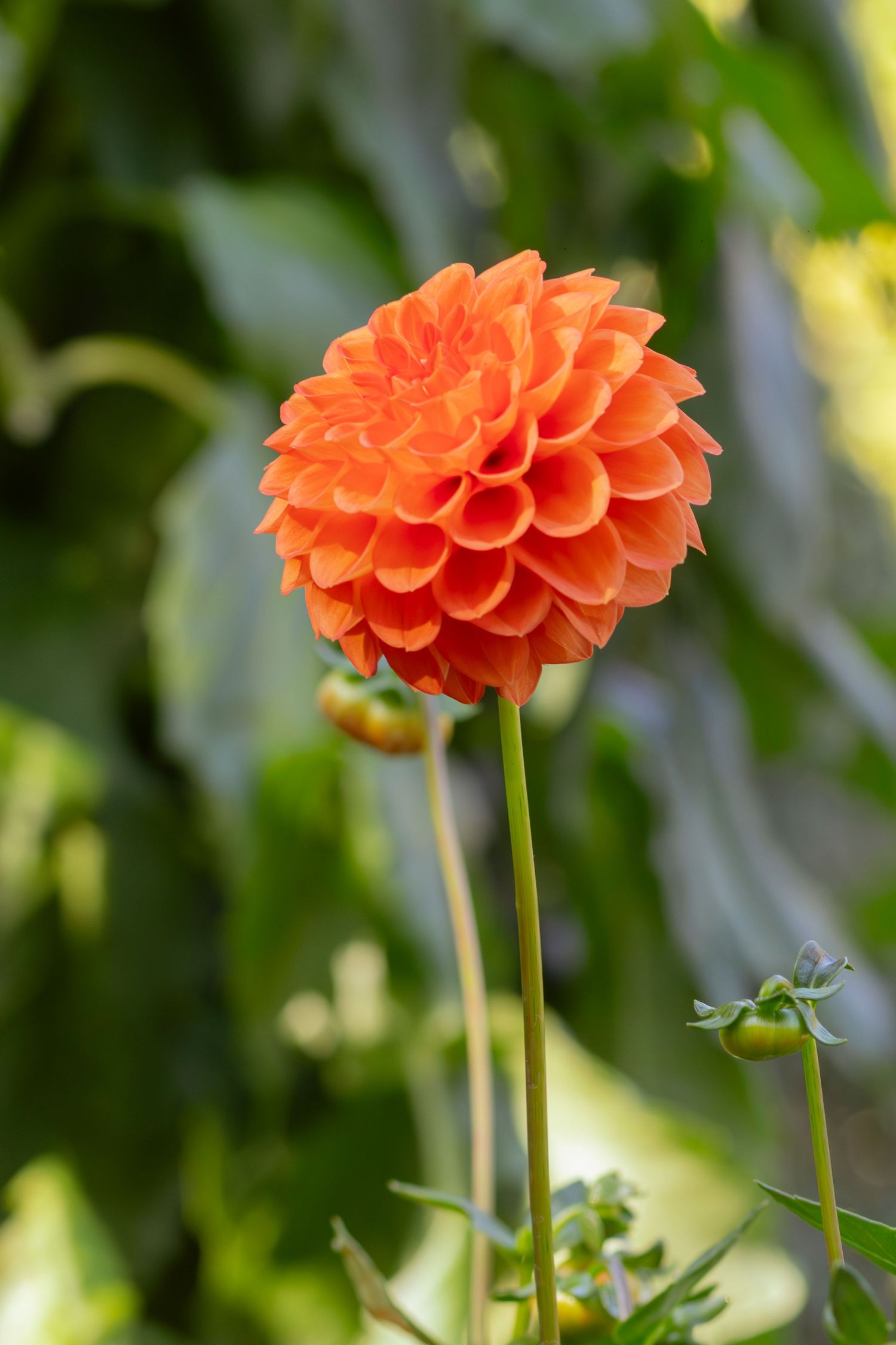 A vibrant orange dahlia flower in full bloom stands tall against a blurred green garden background.