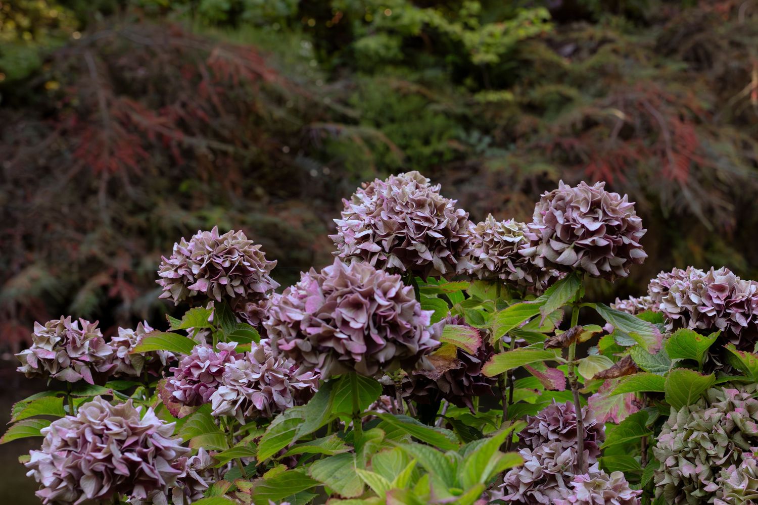 Pink and white hydrangea blooms cascade along a garden path bordered by lush green foliage.