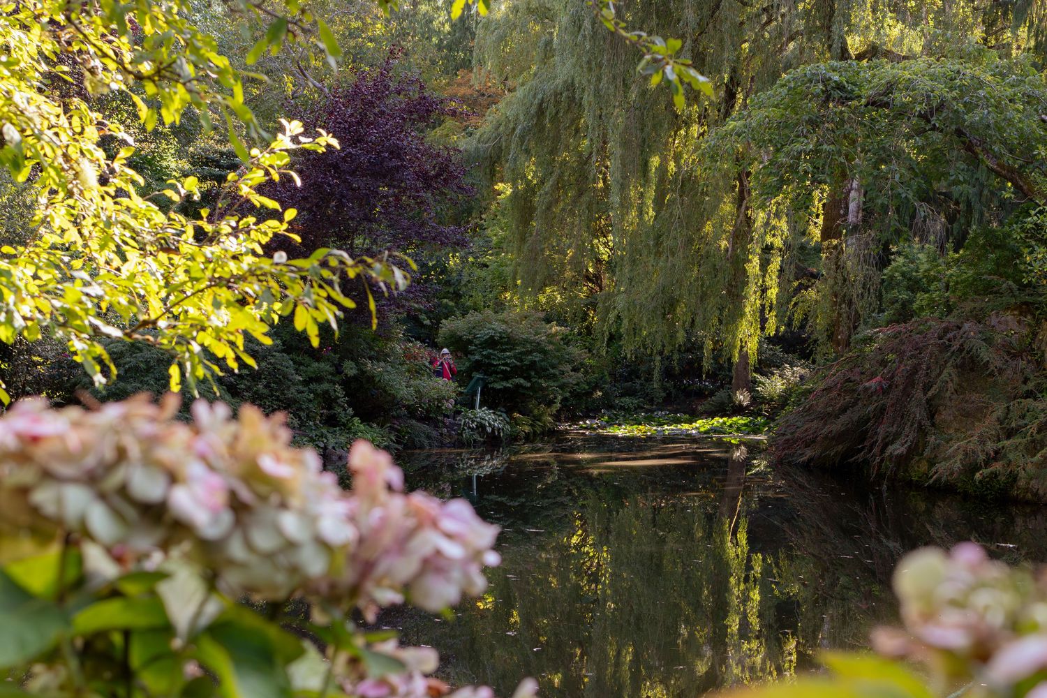 A tranquil garden pond surrounded by pink flowers and weeping willow trees reflects the golden sunlight.