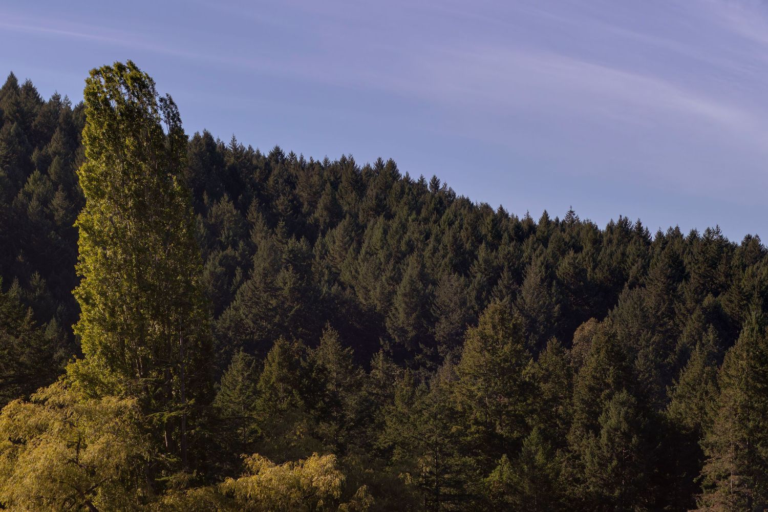 A scenic mountain landscape with evergreen forest and golden meadow stretches across multiple connected panoramic views.