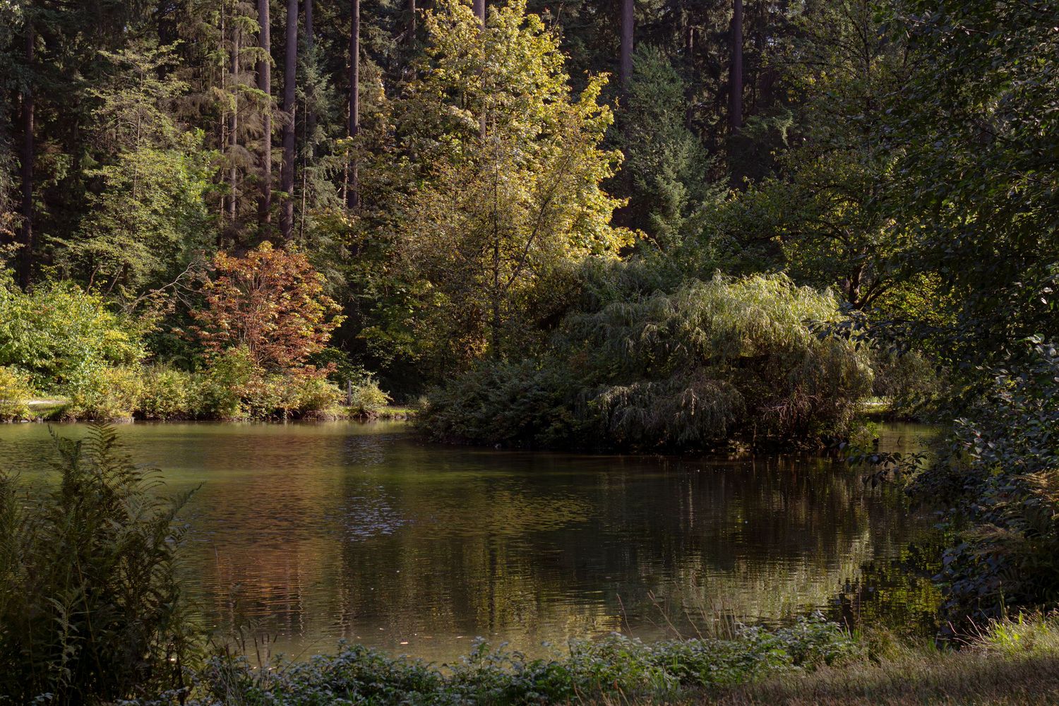 Serene autumn lake scene with golden foliage reflecting in still waters.
Central Park Burnaby