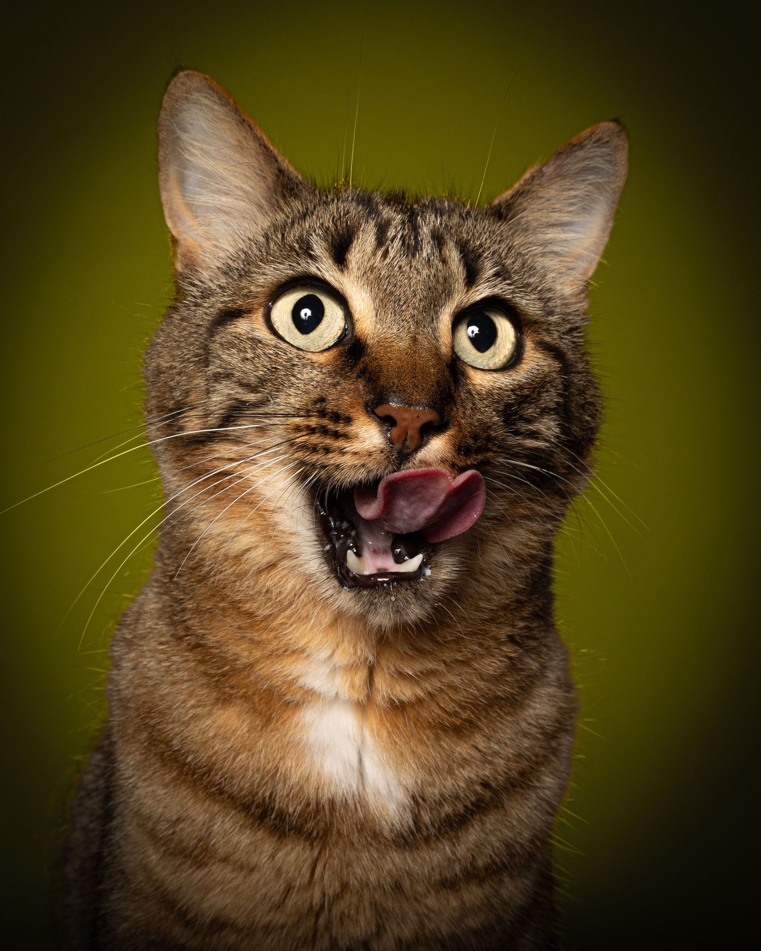 Isidore le chat en studio Bretagne Finistère