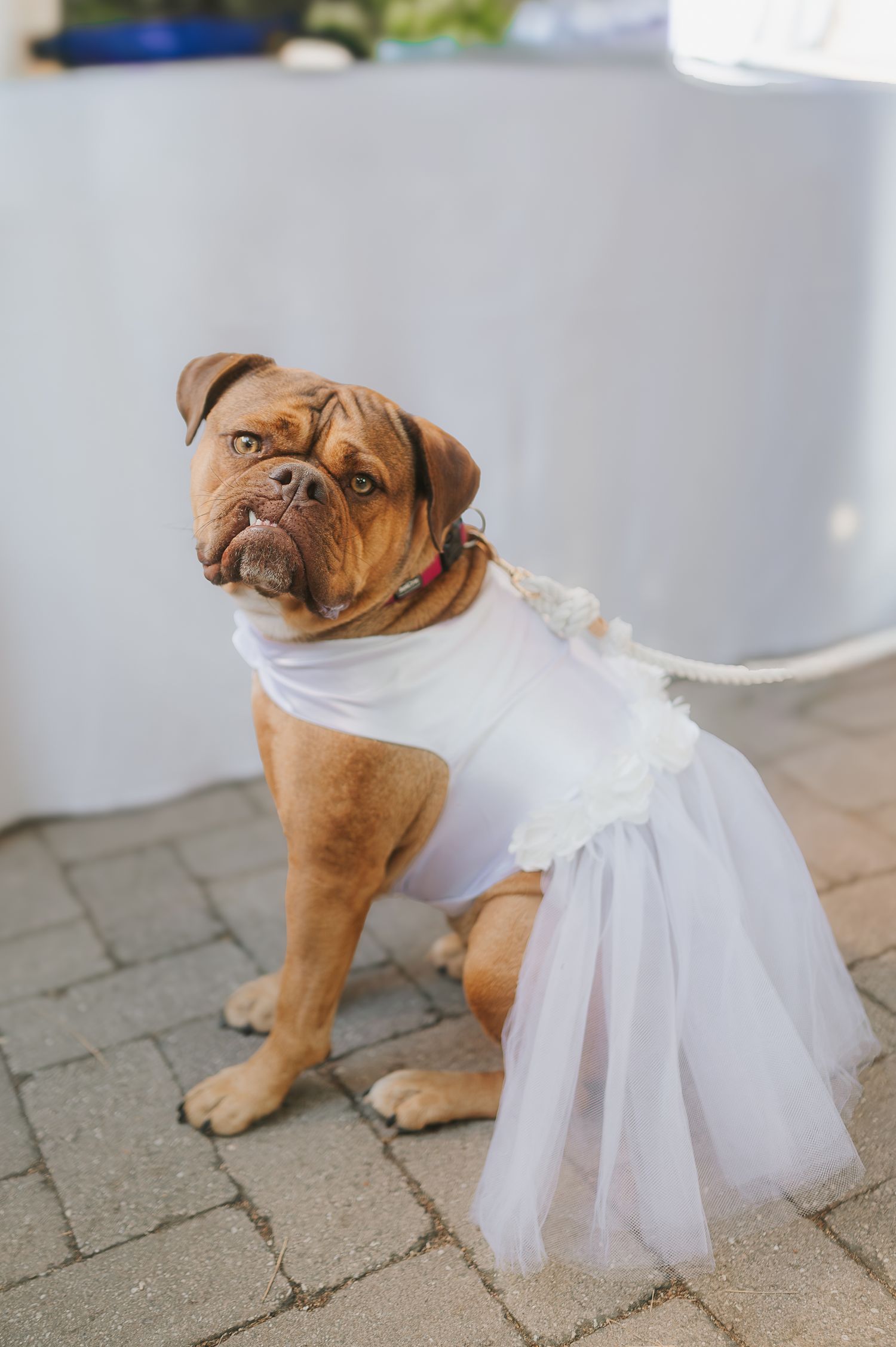 Wedding day detail featuring a dog dressed for a luxury celebration in Italy