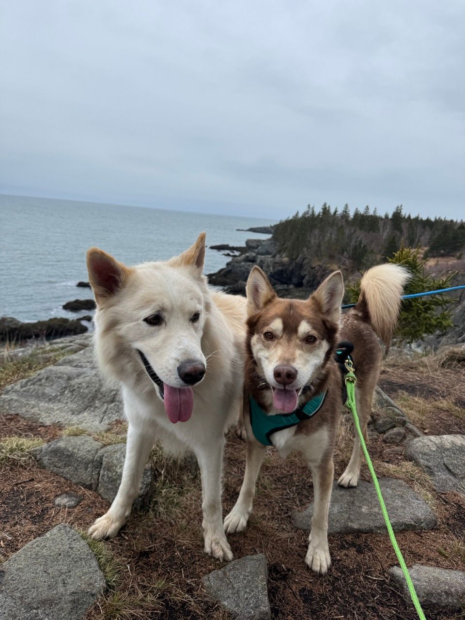 Two huskies on a hiking trail located at Cutler Coast Public Reserved Land in Cutler, Maine