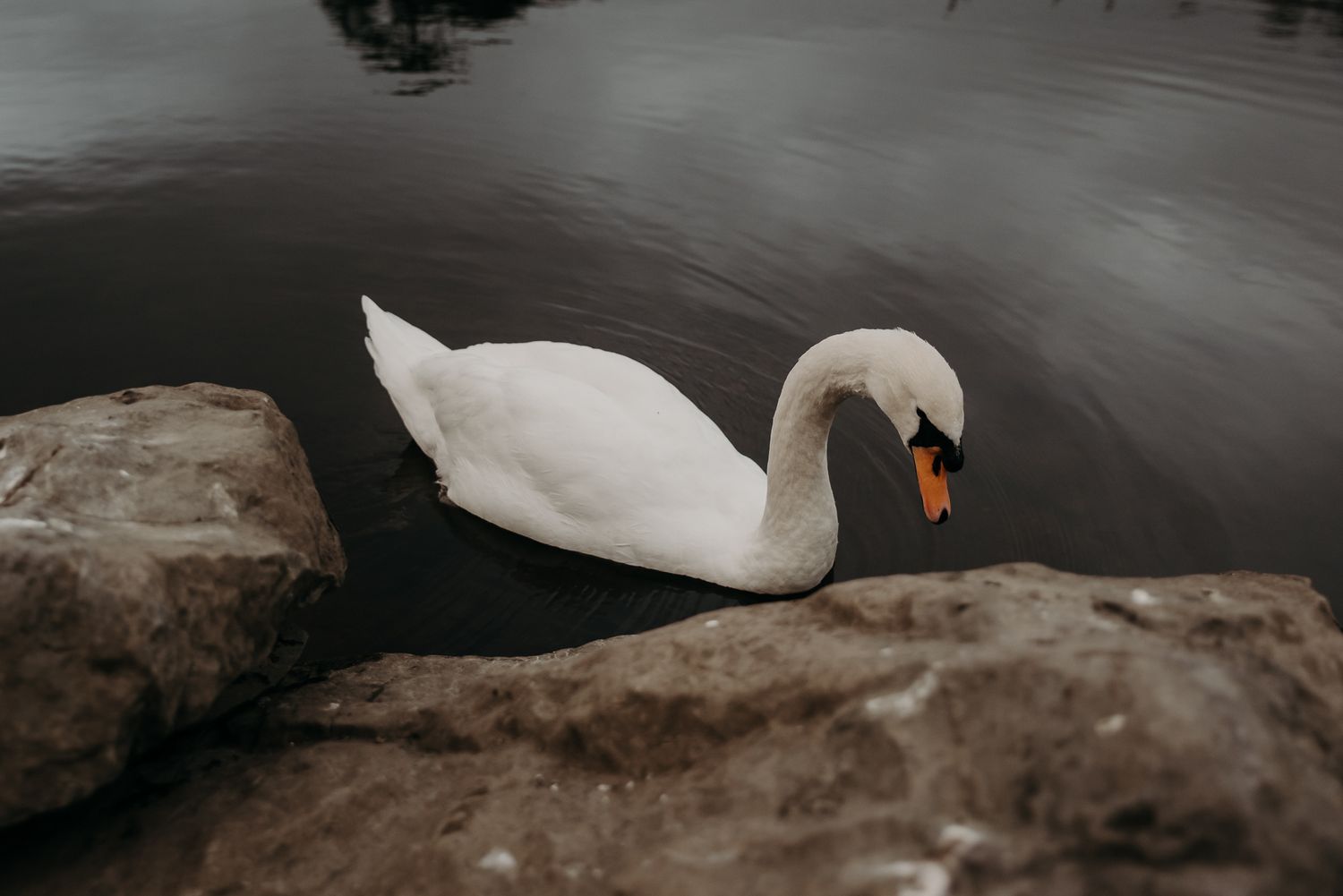 Swans floating past the newlyweds during their Ross Castle couple session, Killarney
