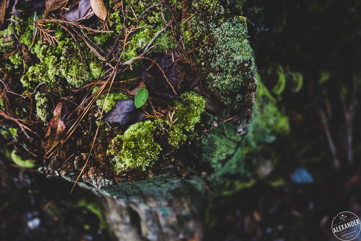 Mossy forest floor Asheboro Roofing - 4Adventure Media.