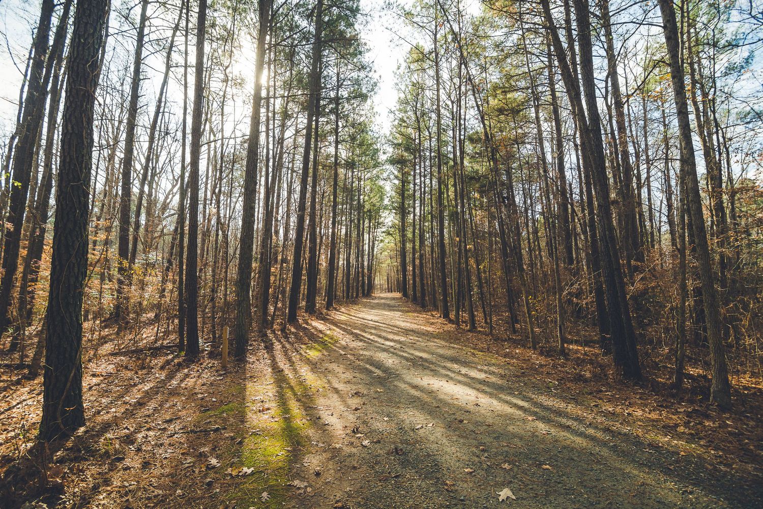 Sunlight streams through tall pine trees in a tranquil autumn forest creating long shadows on the forest floor.