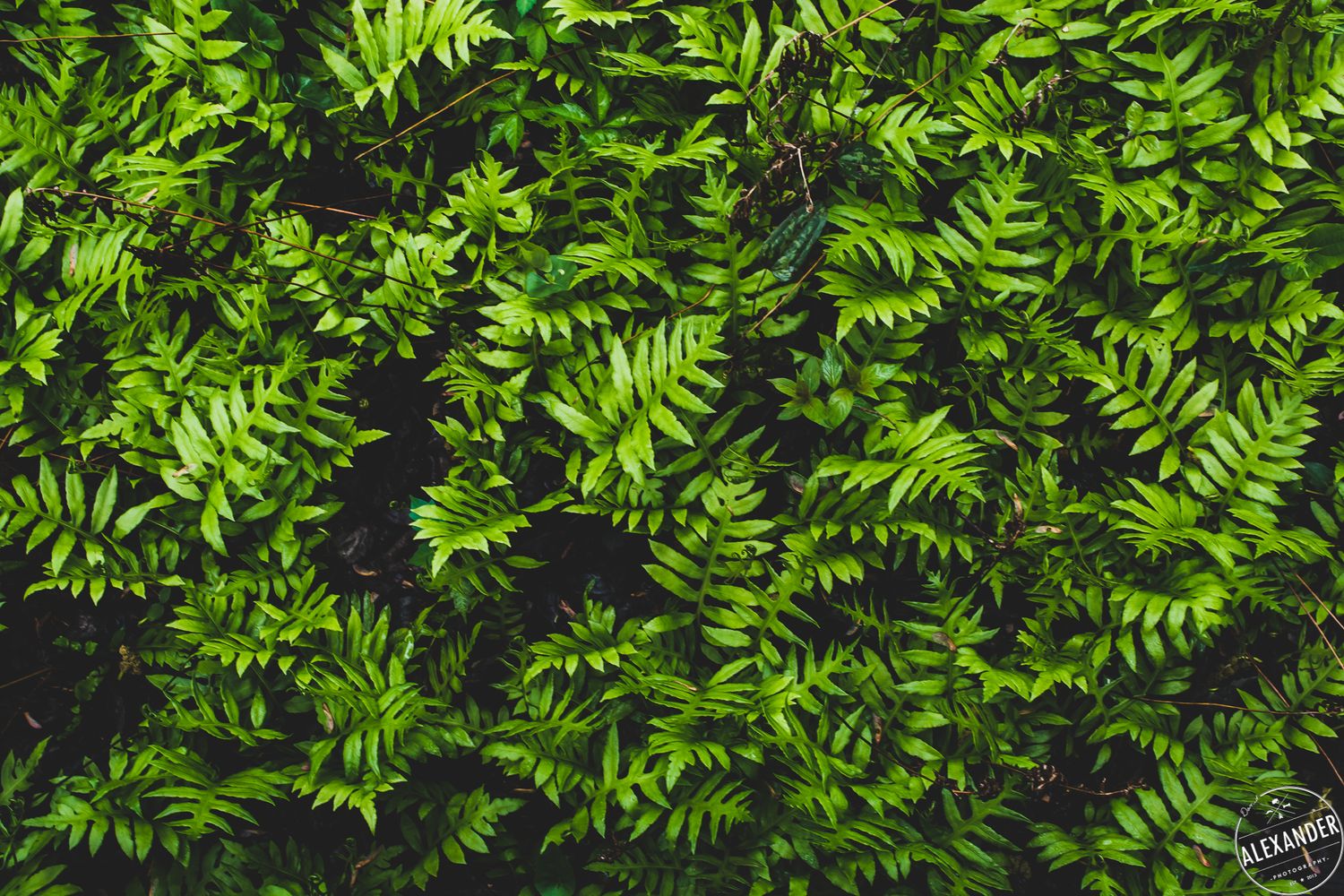 Fern leaves close-up for Cary Electrical - 4Adventure Media.