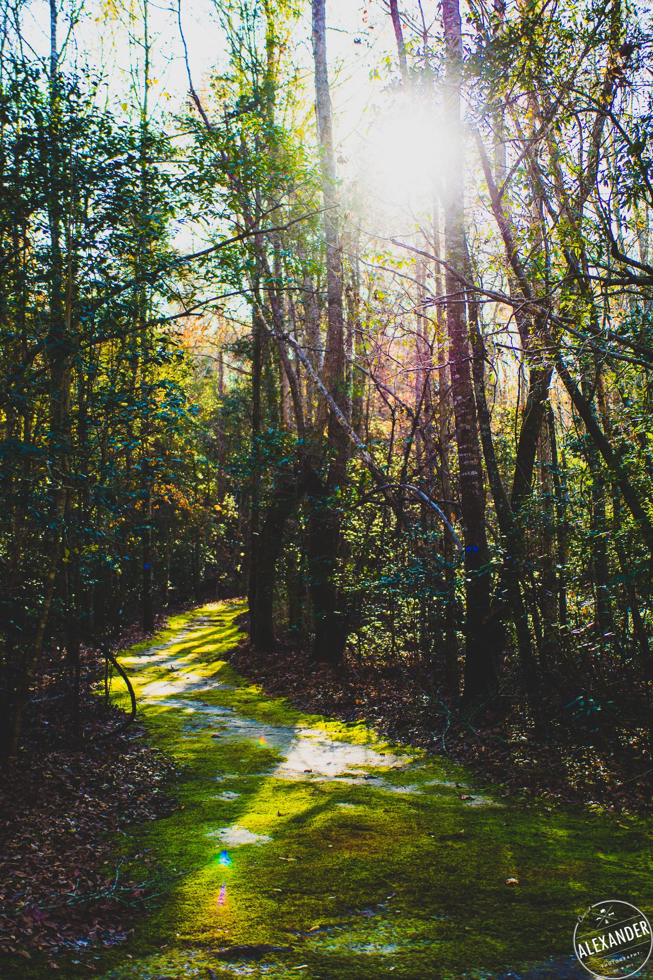 Sunlit path High Point Electrical - 4Adventure Media.