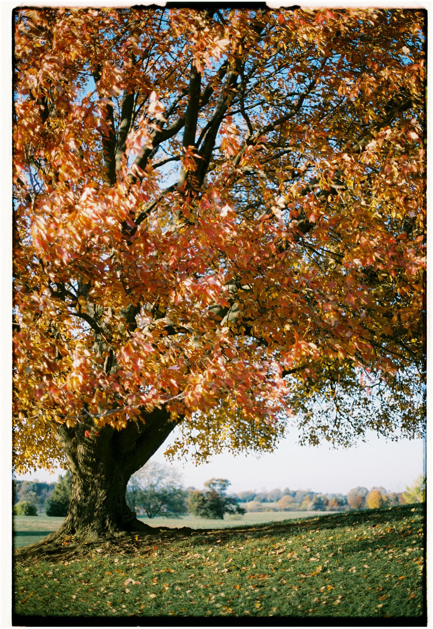 kentucky in the fall on film photoshoot