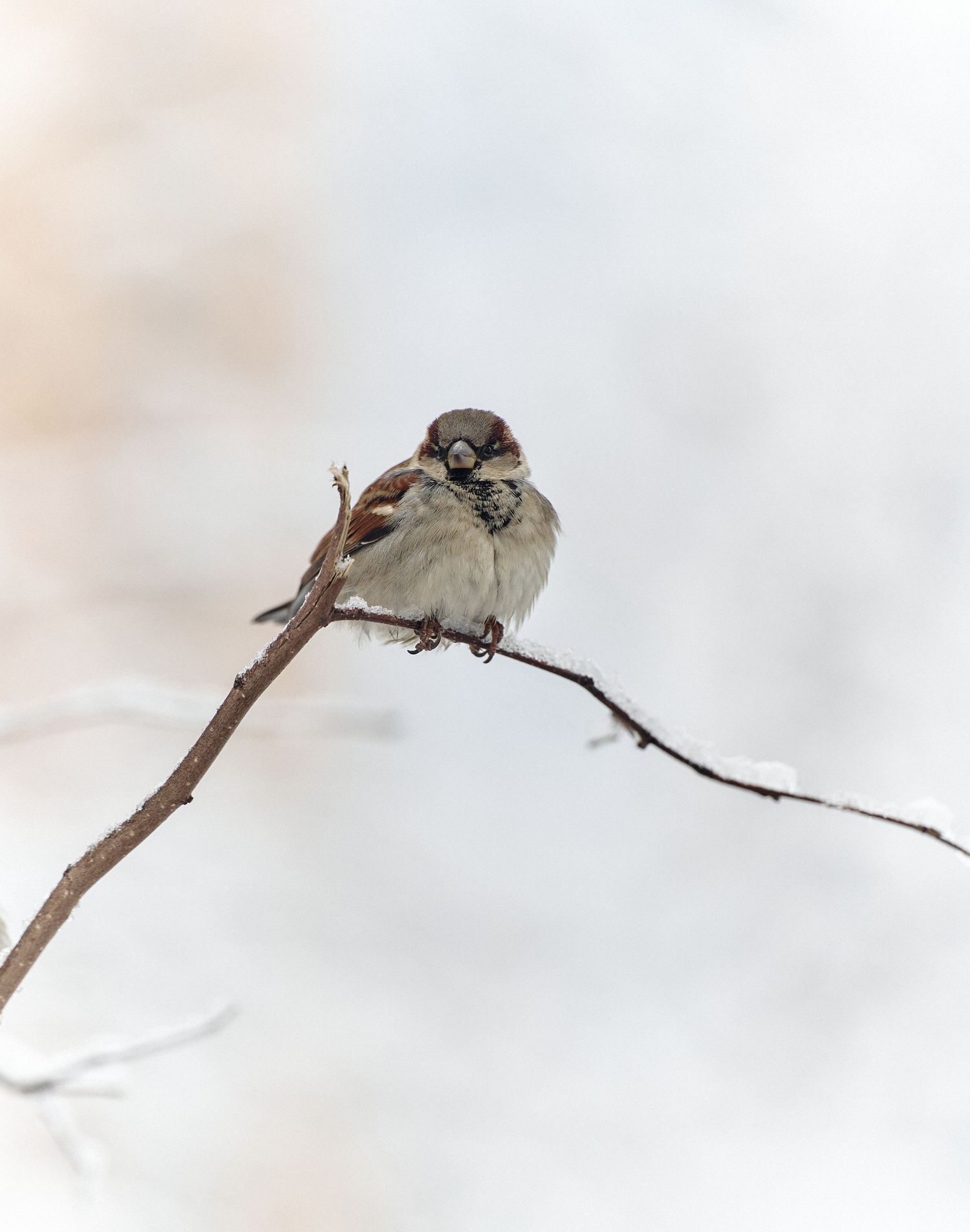 Fluffy house sparrow perched on bare winter branch against soft white snowy background.