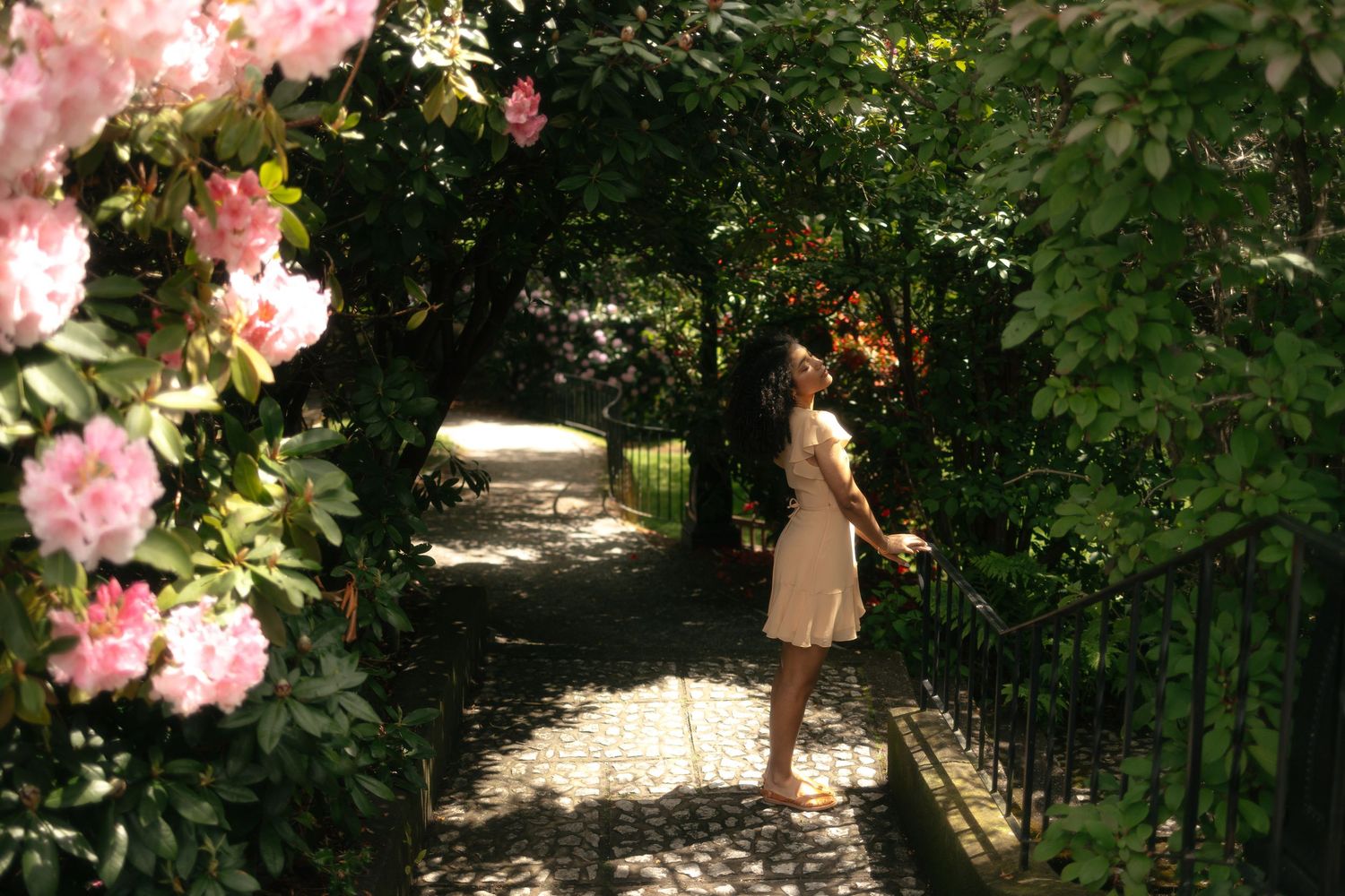 Pink roses bloom along a garden pathway with dappled sunlight filtering through lush green trees.