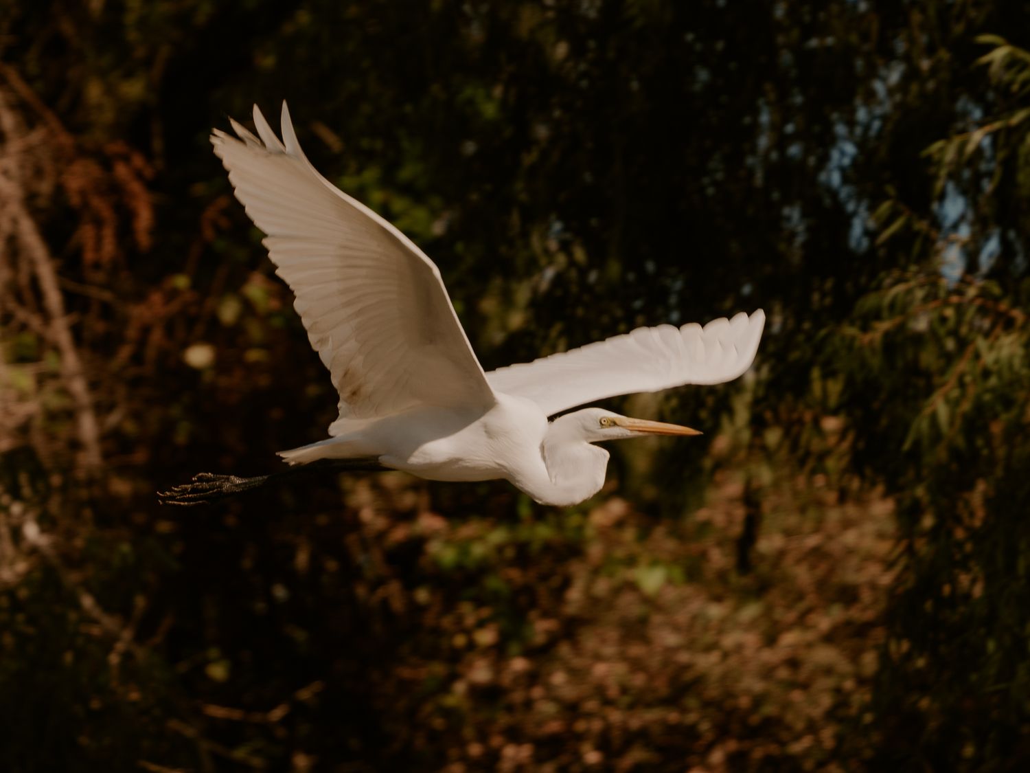 White egret soars gracefully through the air with wings spread against dark foliage.