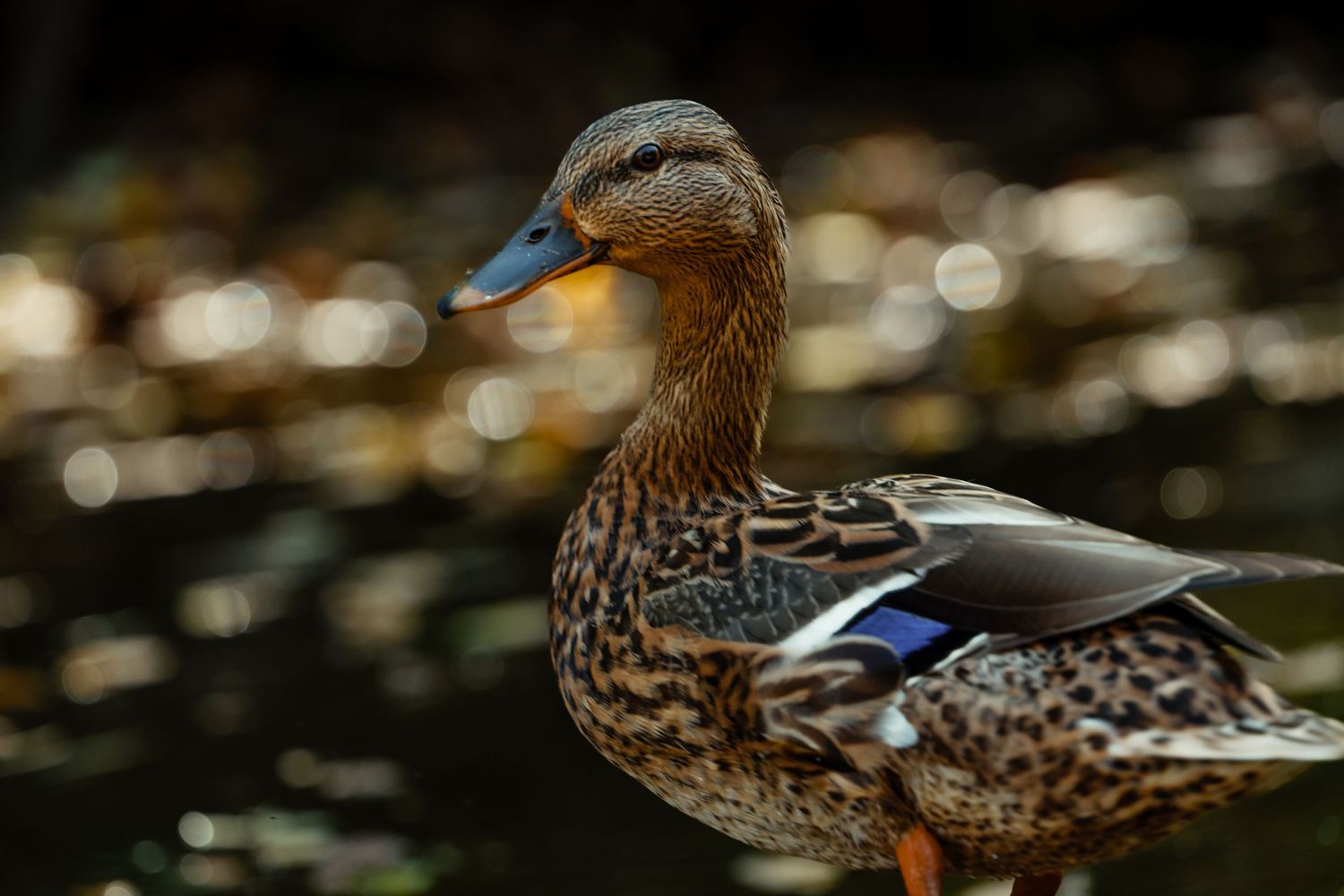 Mallard duck with brown feathers and blue speculum wing patch stands in dappled sunlight.