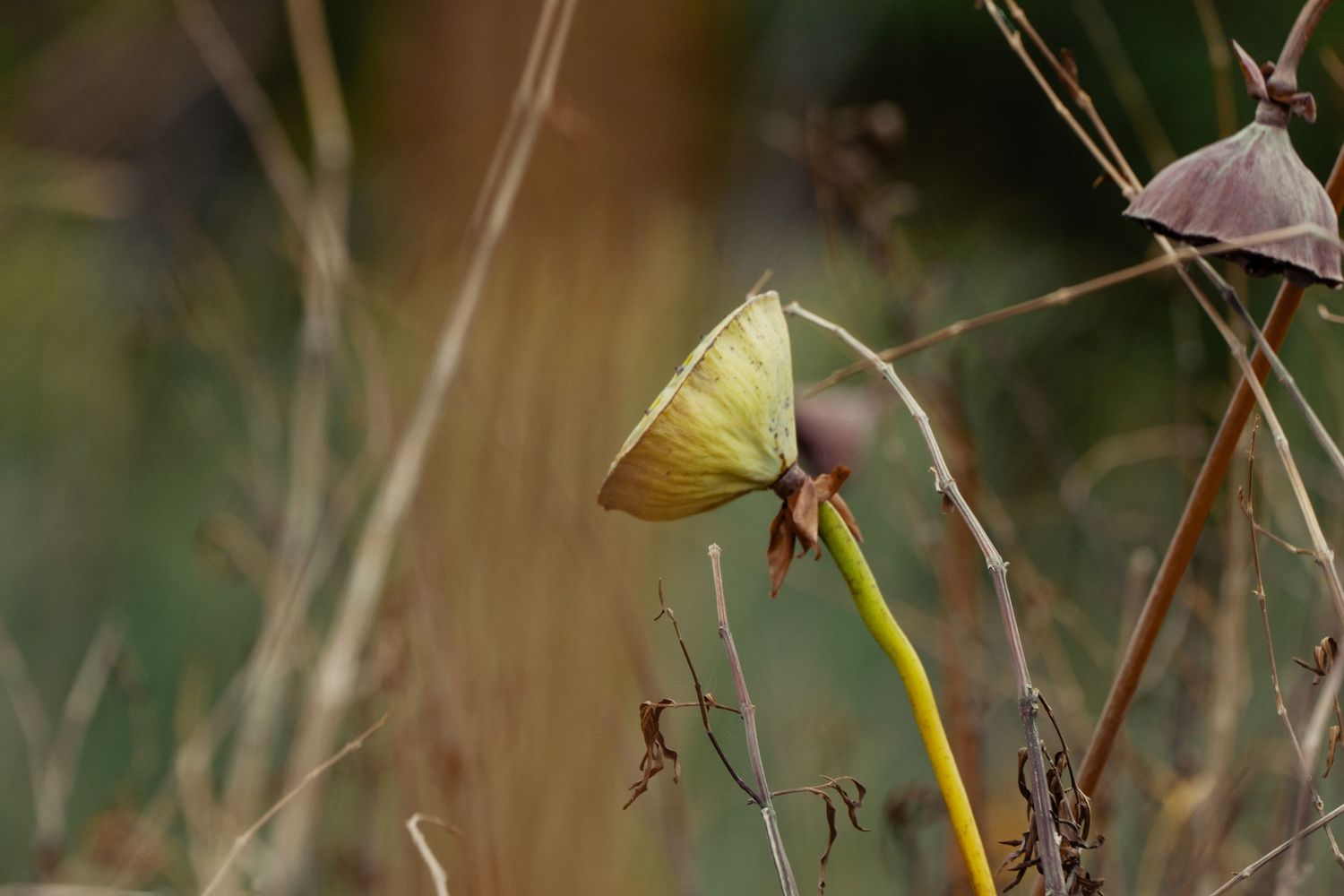 Wilted yellow lotus flower bends over against a blurred natural background.