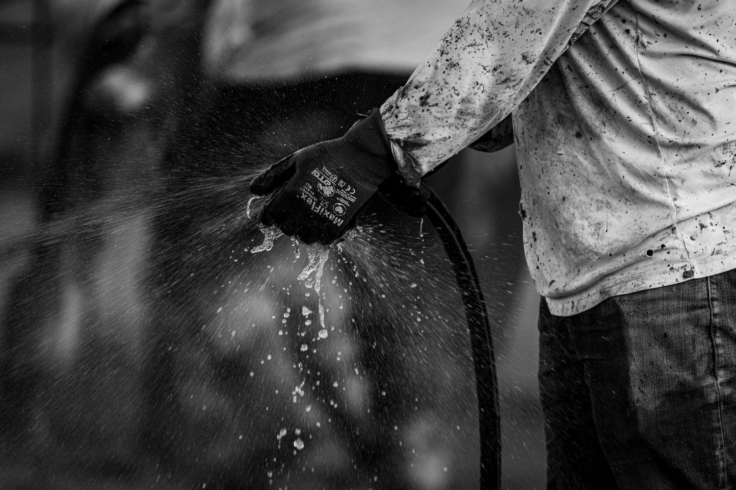 Black and white photo of water spraying over a muddy horse as someone washes it down outside.