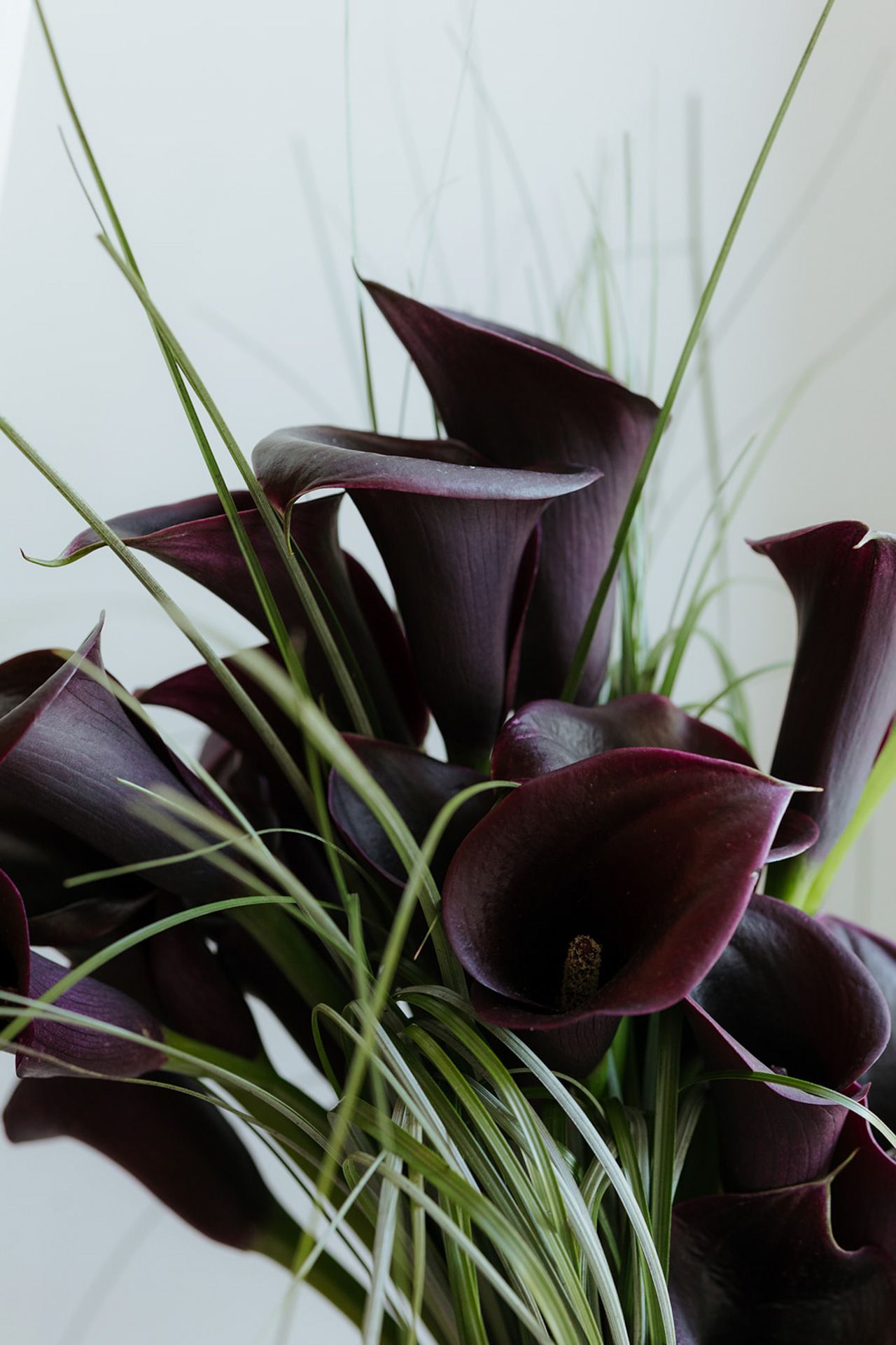 Deep purple calla lilies arranged with green leaves against a white background create an elegant floral display.